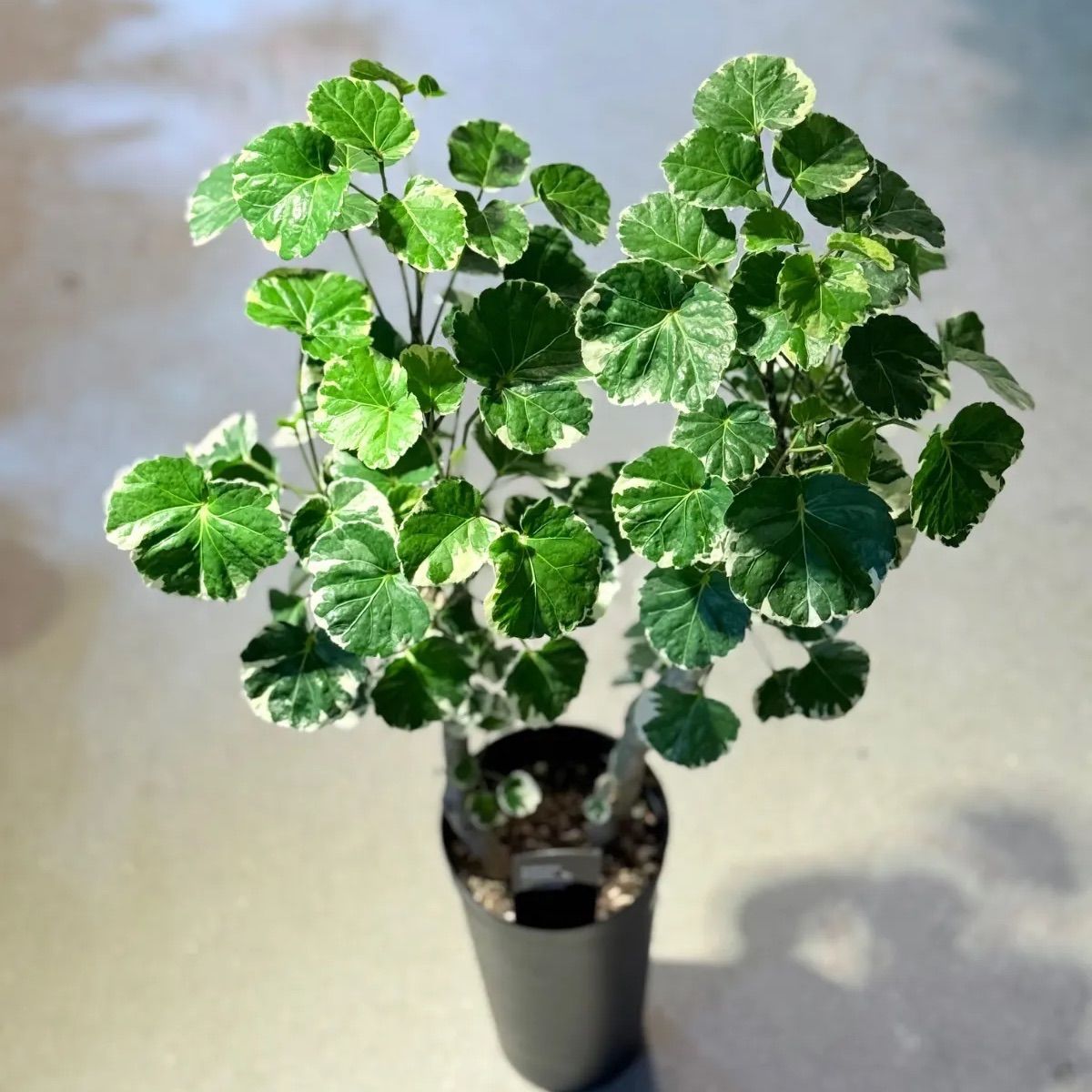 観葉植物 ポリシャス