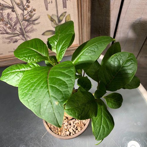 オンブー フィトラッカ　ディオイカ　実生株 塊茎植物 オンブー(フィトラッカ・ディオイカ) 3号陶器鉢(現品 一点