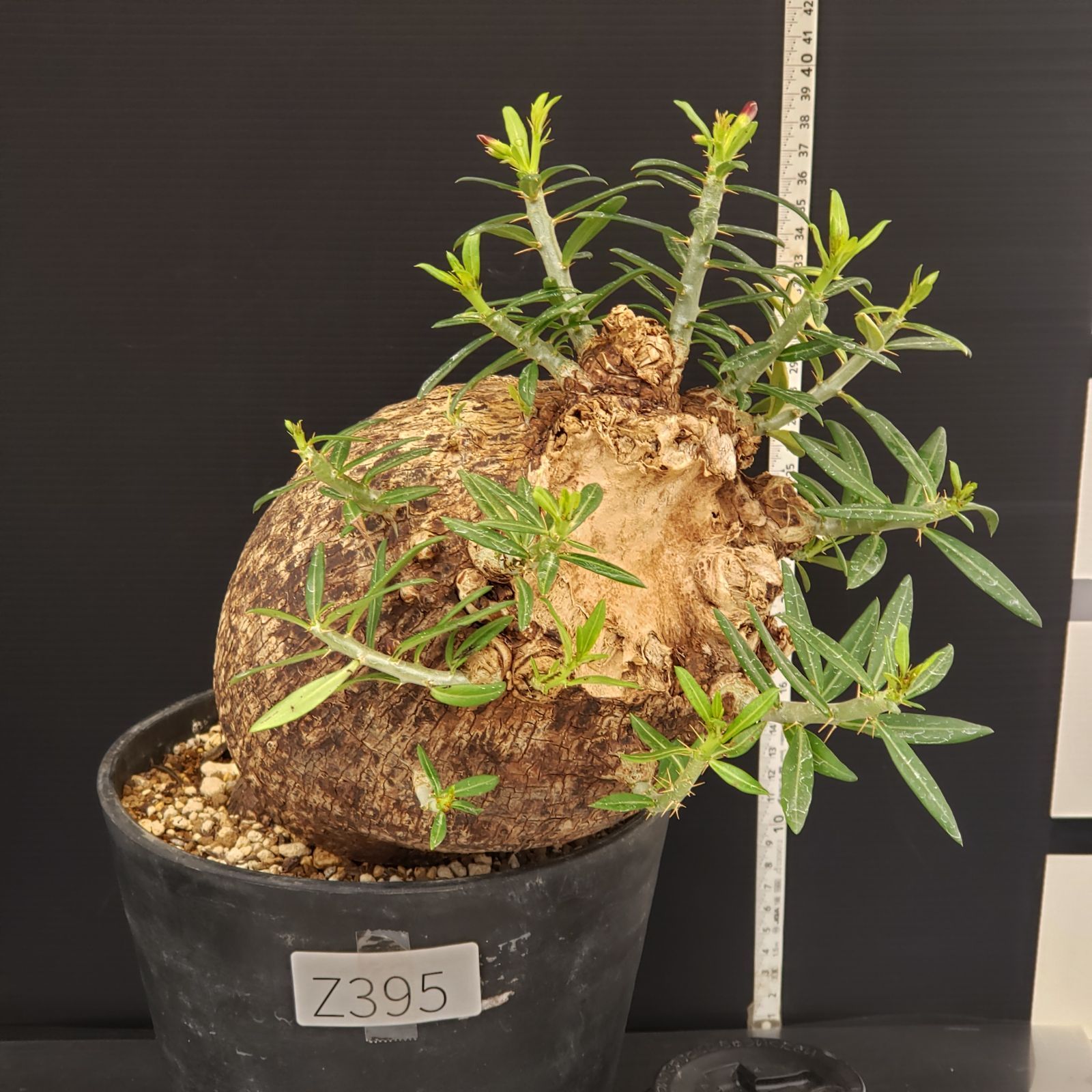 Z395【自社養生株】パキポディウム ビスピノーサム（L）（現地球