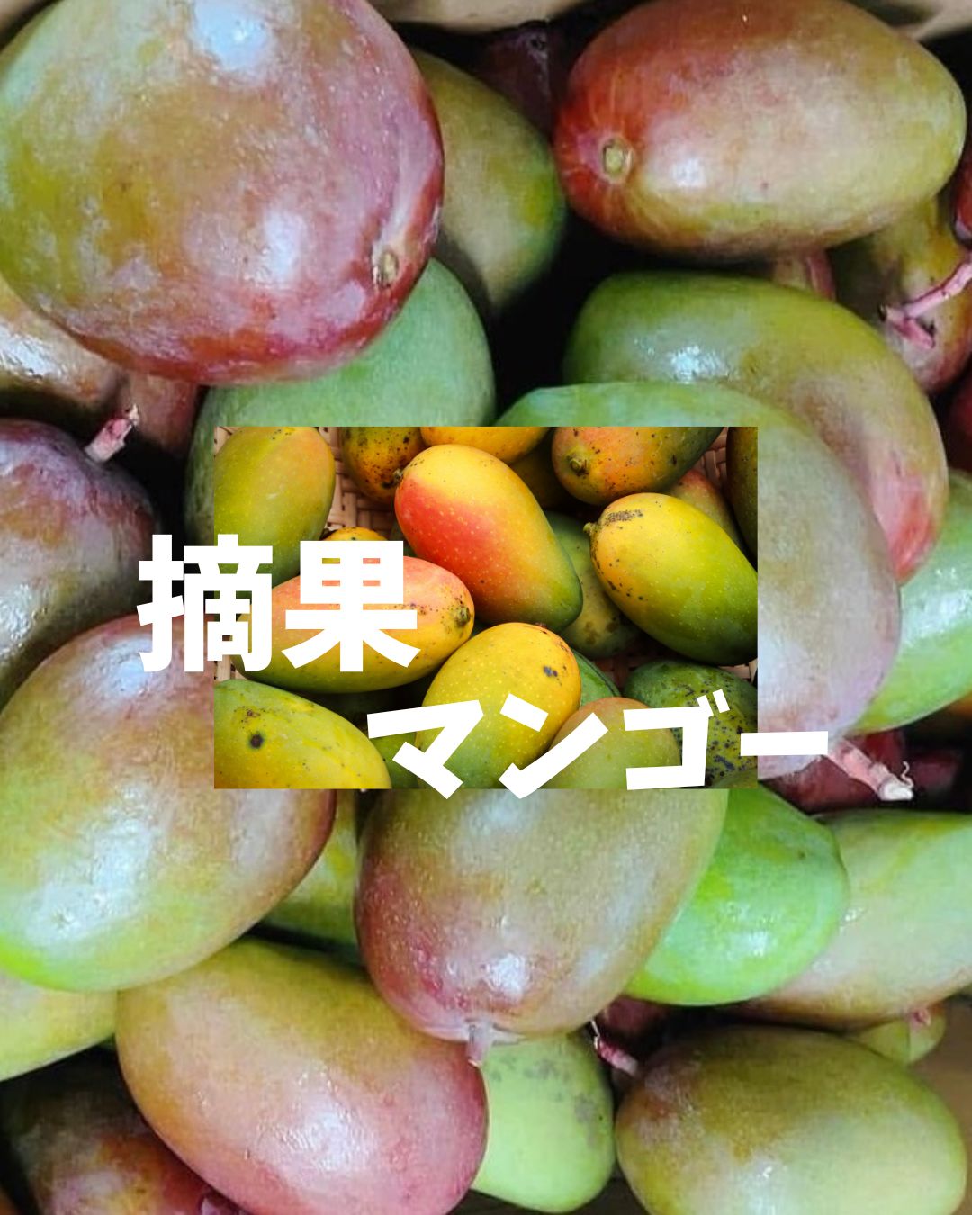 摘果マンゴー 小さいサイズ