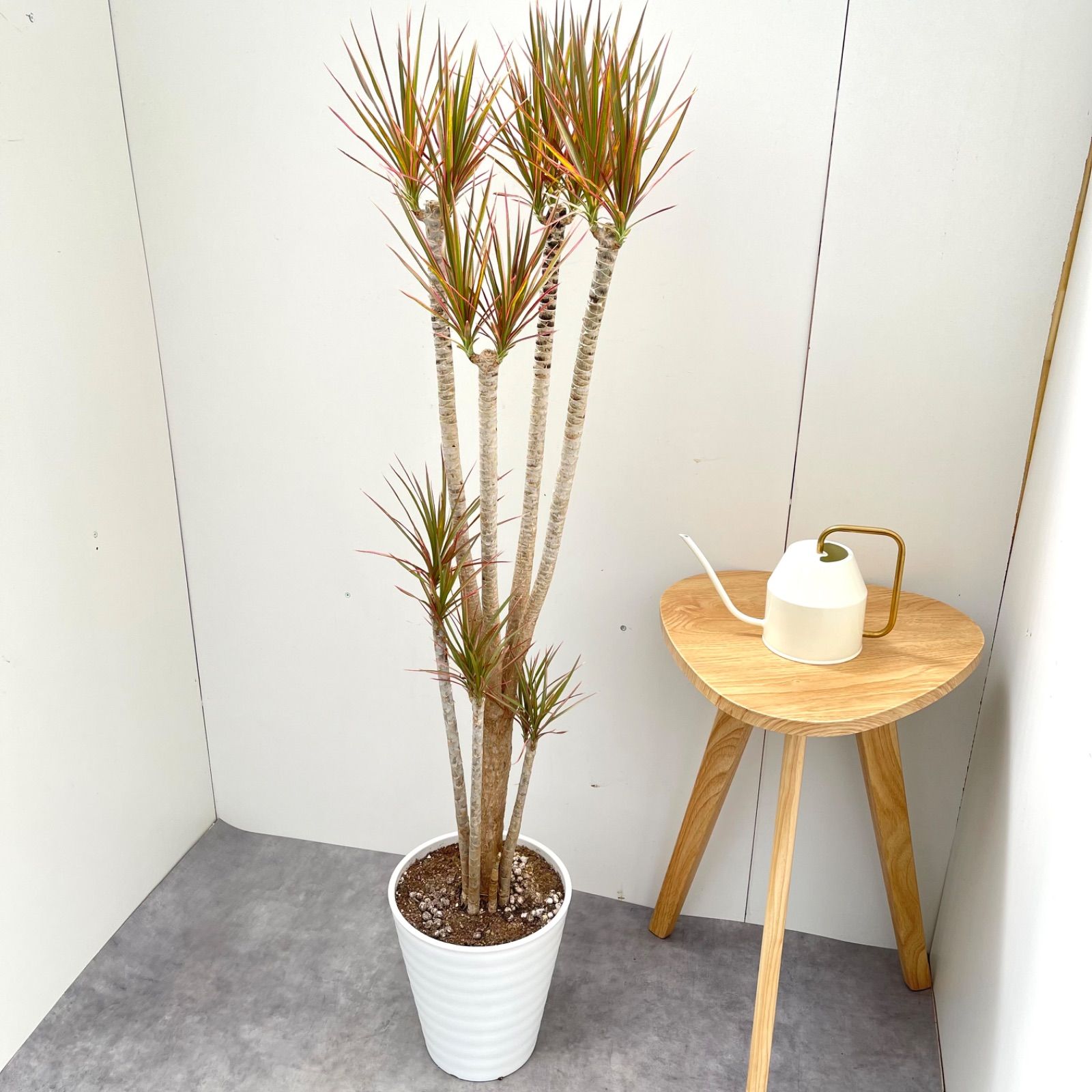 ドラセナ コンシンネ レインボー【現品】観葉植物 室内 大型