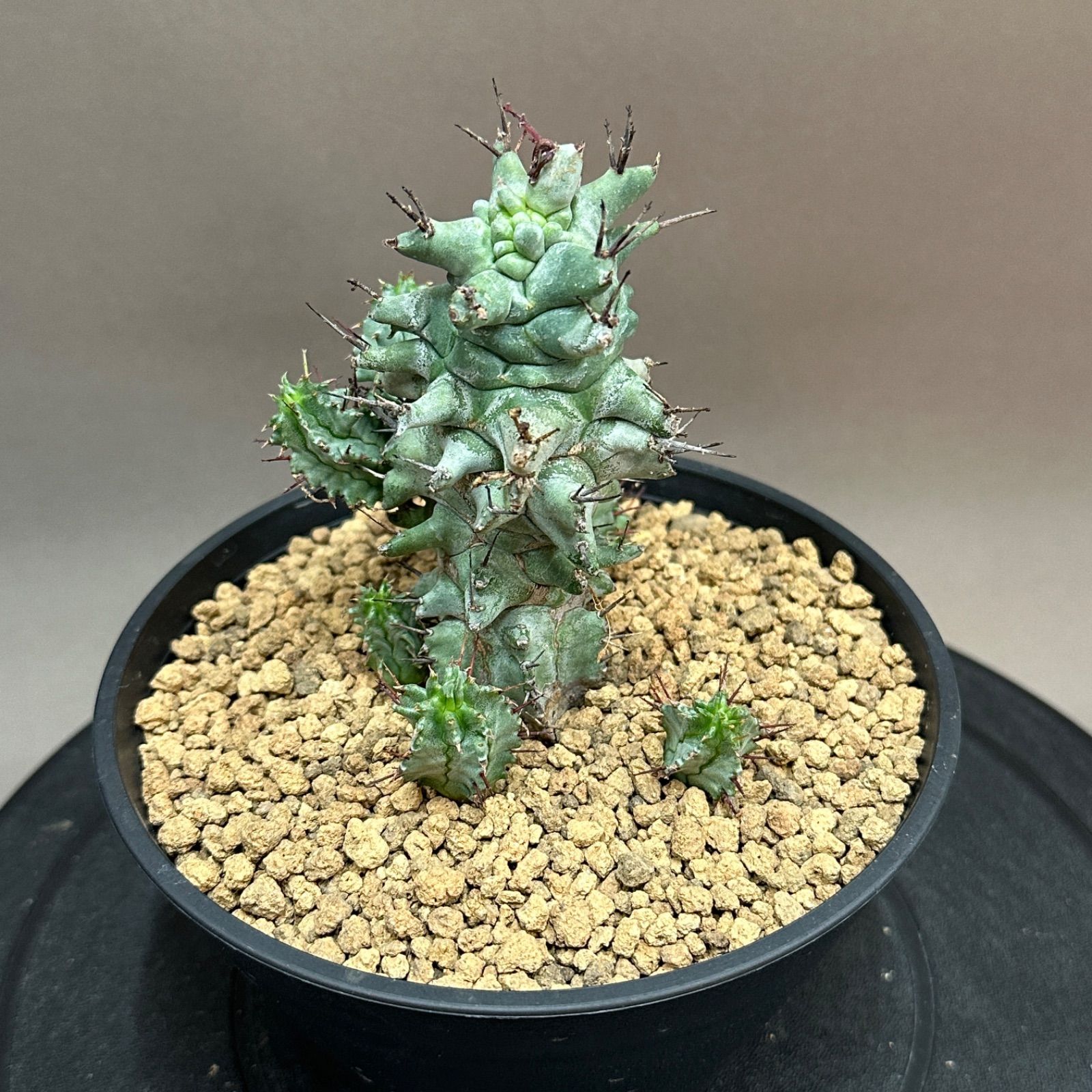 Euphorbia horrida f.monstrosus ユーフォルビア ホリダ