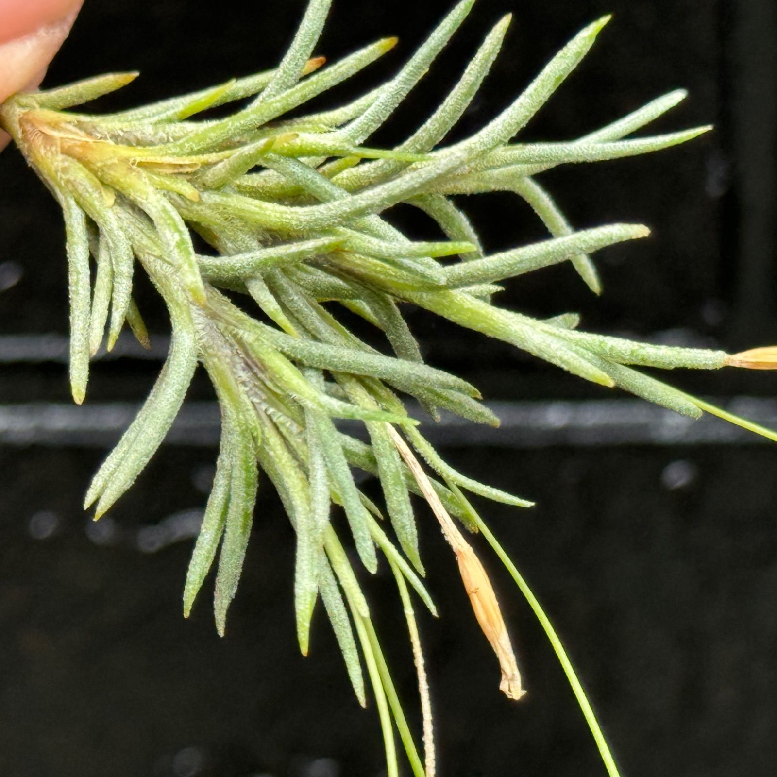 芳香花品種＊ チランジア カピラリス Tillandsia capillaris＊エア