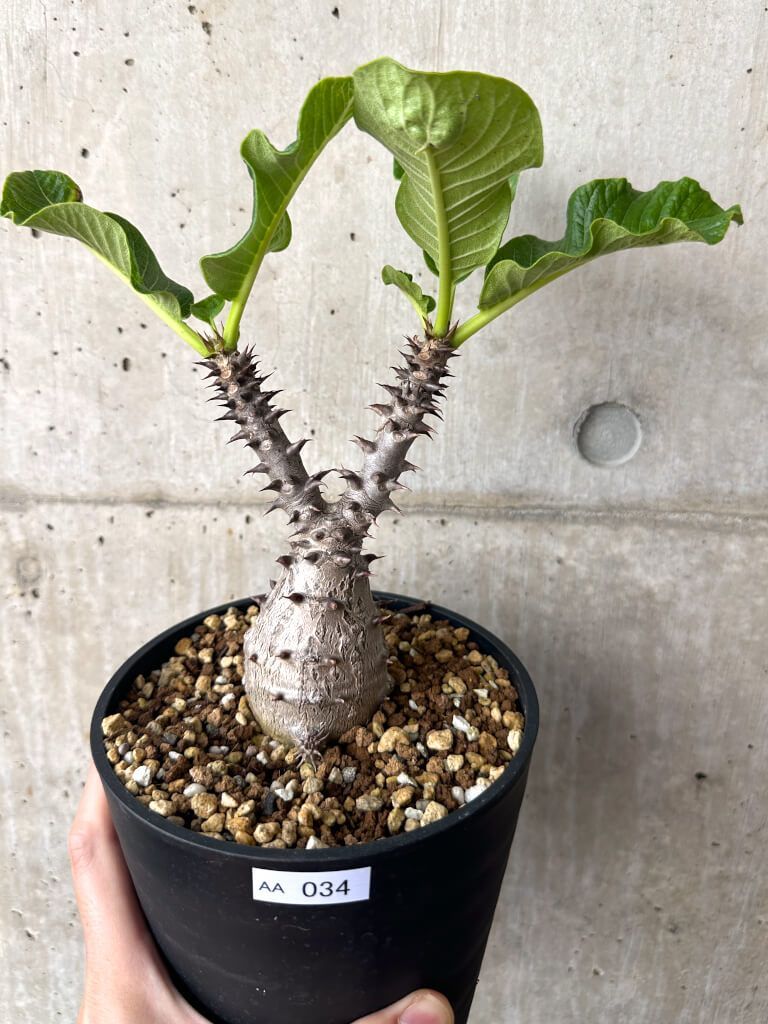 【大株！多分岐】パキポディウム　ウィンゾリー plants240912j65_3-247x296.jpg