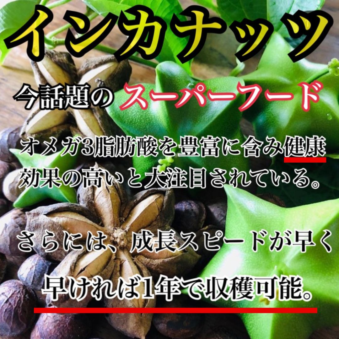 希少なスーパーフード　インカナッツ　サチャインチ 2苗 希少なスーパーフード インカナッツ サチャインチ 2苗 希少な