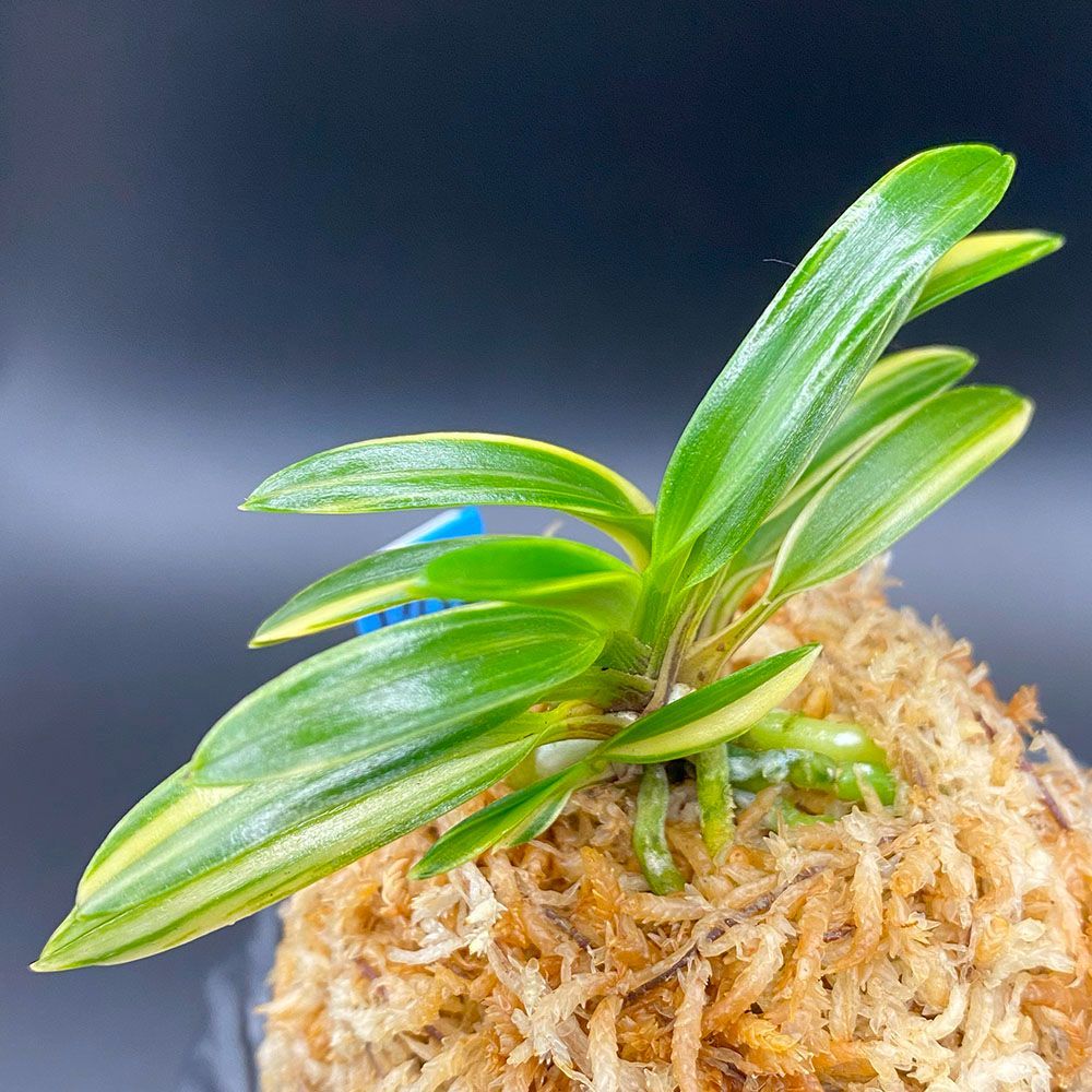 富貴蘭　大観(3本子付き) 宝石のような観葉植物のお店 【Jewelry Plant】 富貴蘭 風蘭 蘭 旭昇