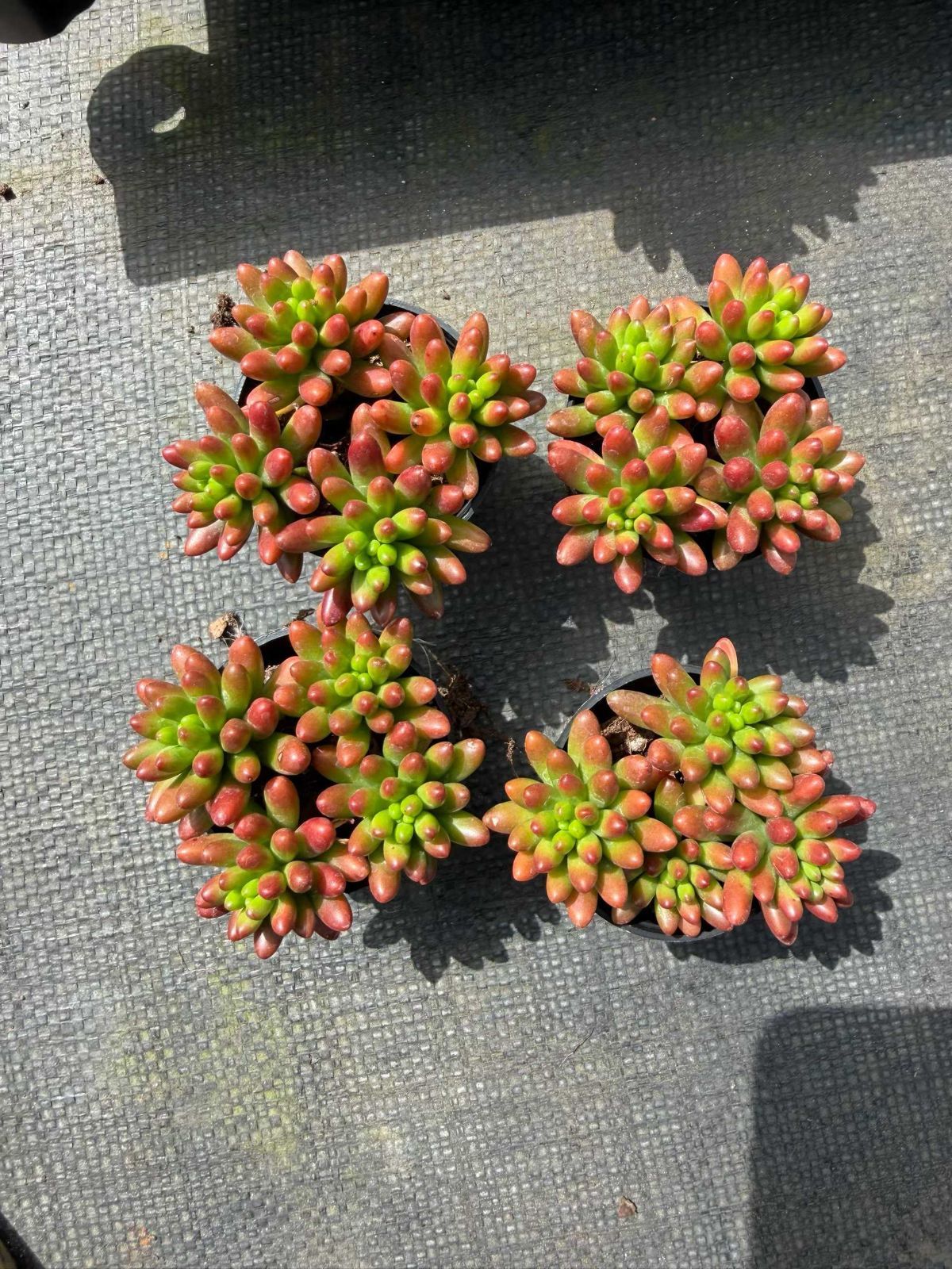 54鉢の土鉢付きセット】虹の玉 多肉植物 佐川急便発送 エケベリア 韓国