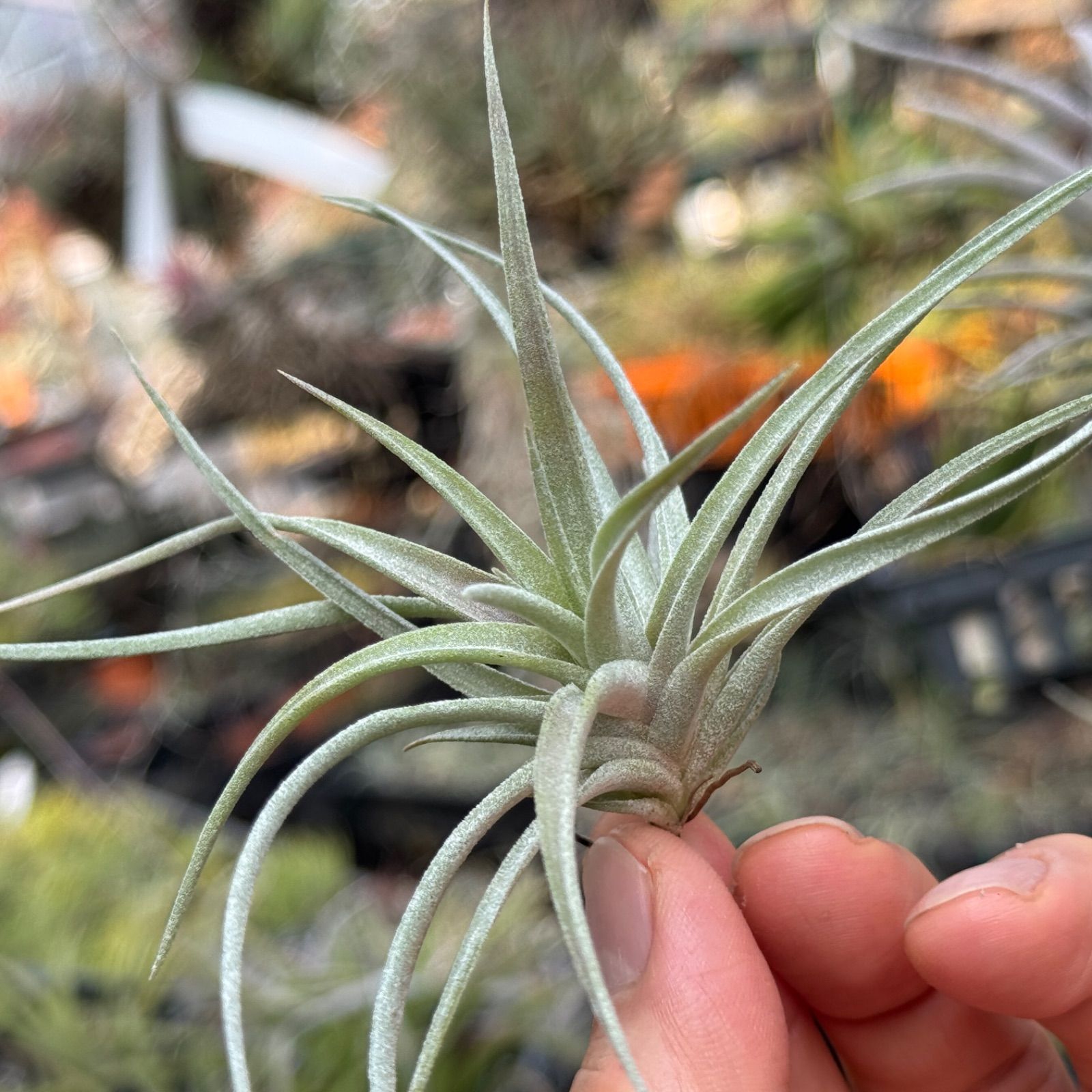 キセログラフィカ x イオナンタチランジア