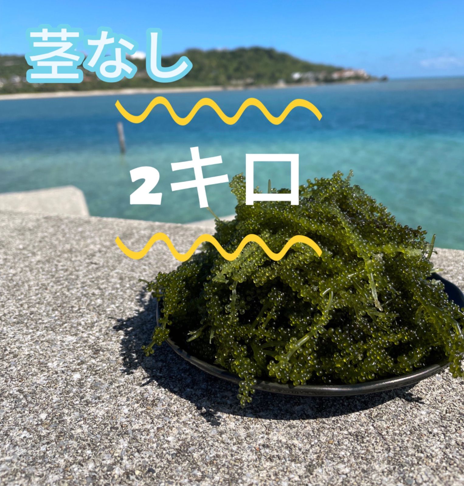 海ぶどう(茎付き) 奥武島産 ぷちぷち 2キロ 海ぶどう（茎なし）奥武島産ぷちぷち2キロ - メルカリ