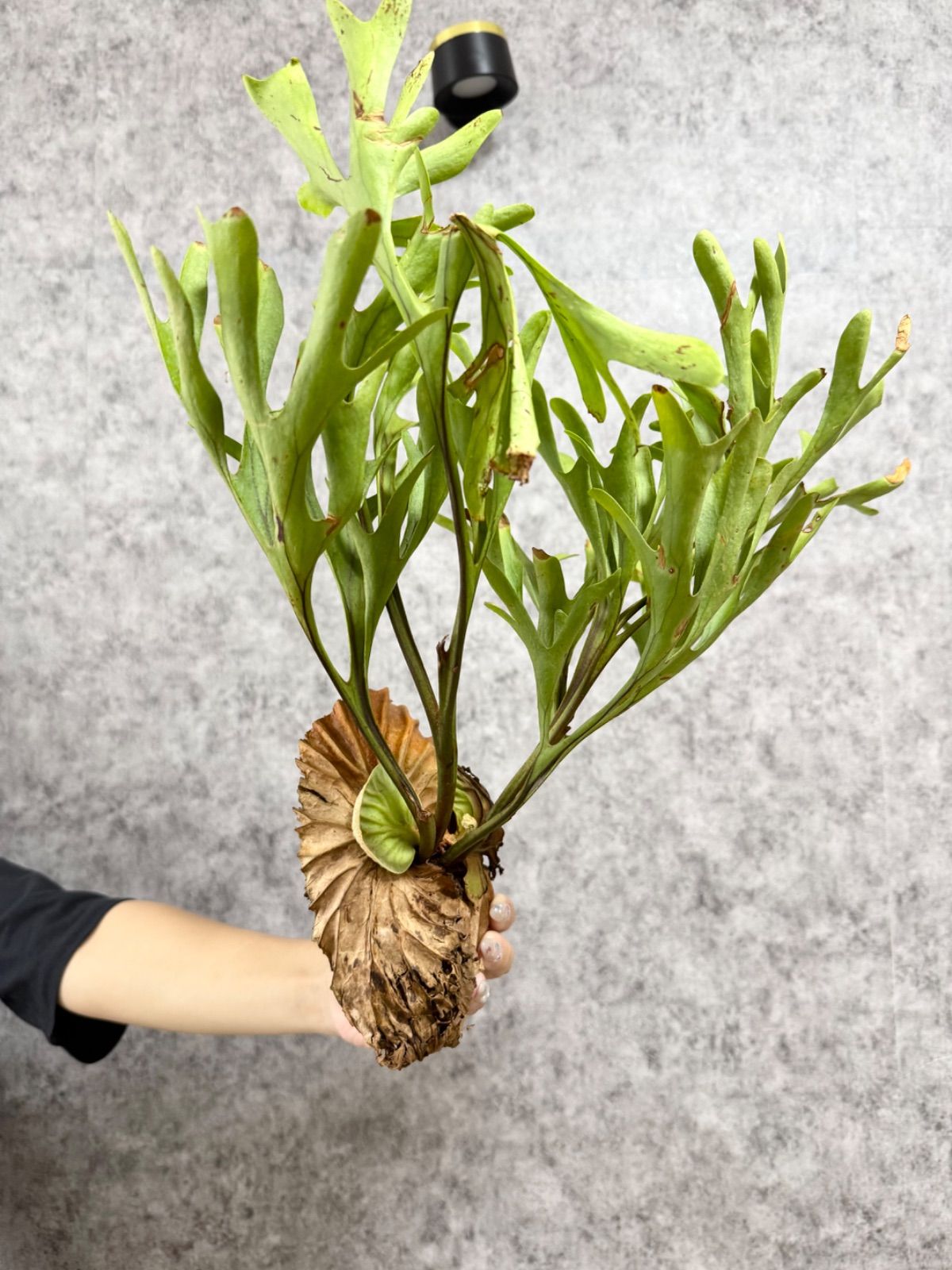 ビカクシダ チャンタブーン Chanthaboon ビカクシダ P.Chanthaboon