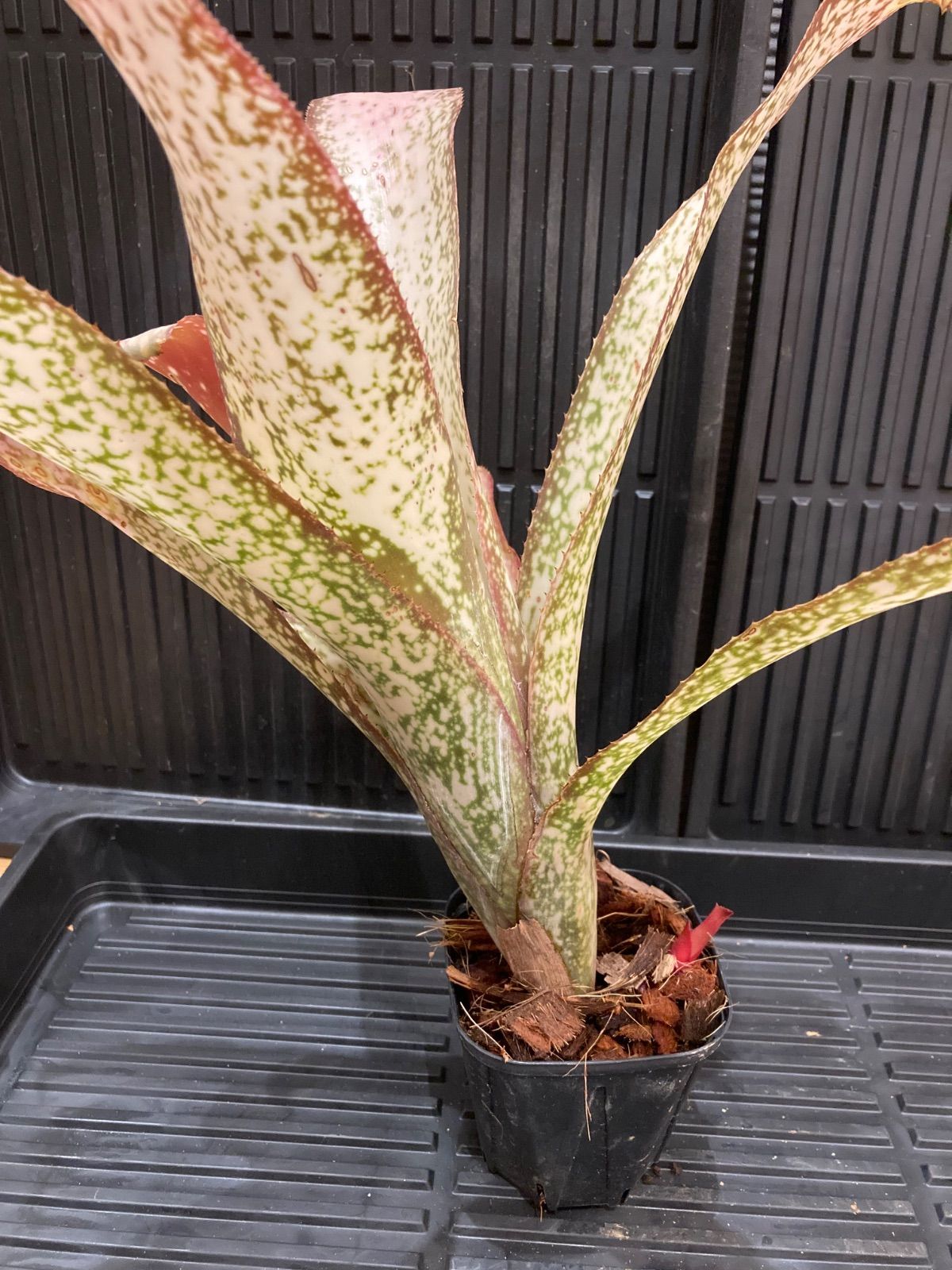 チランジア サントシアエ × ストレプトフィラベリーズ チランジア スプレプトフィラ チランジア サントシアエ × ストレプト