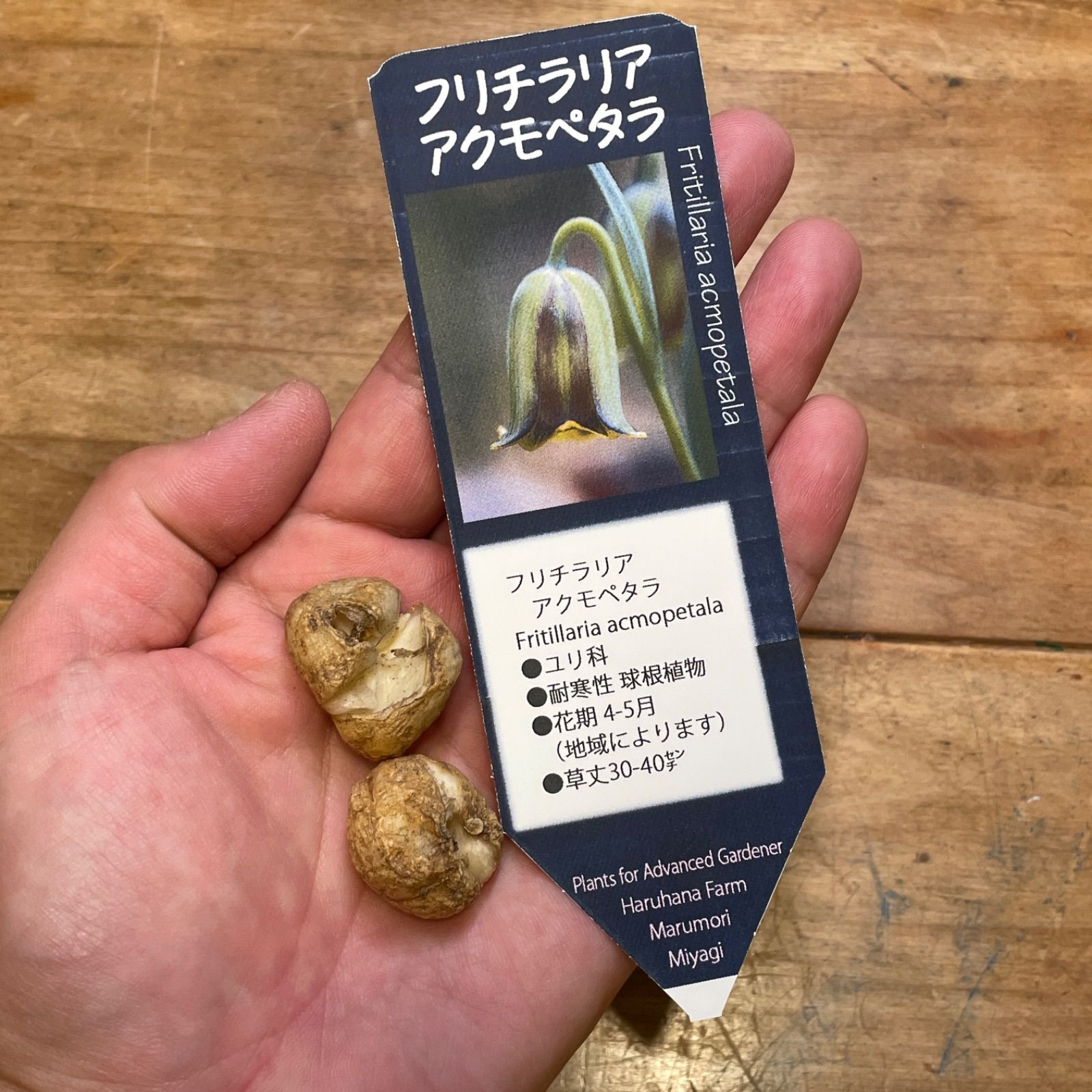 たぬきち様　フリチラリアペルシカ２球　ネプスキアヌム2球　カラタビエンセ2球 球根】フリチラリア・アクモペタラ／2球入（ラベル1枚付き