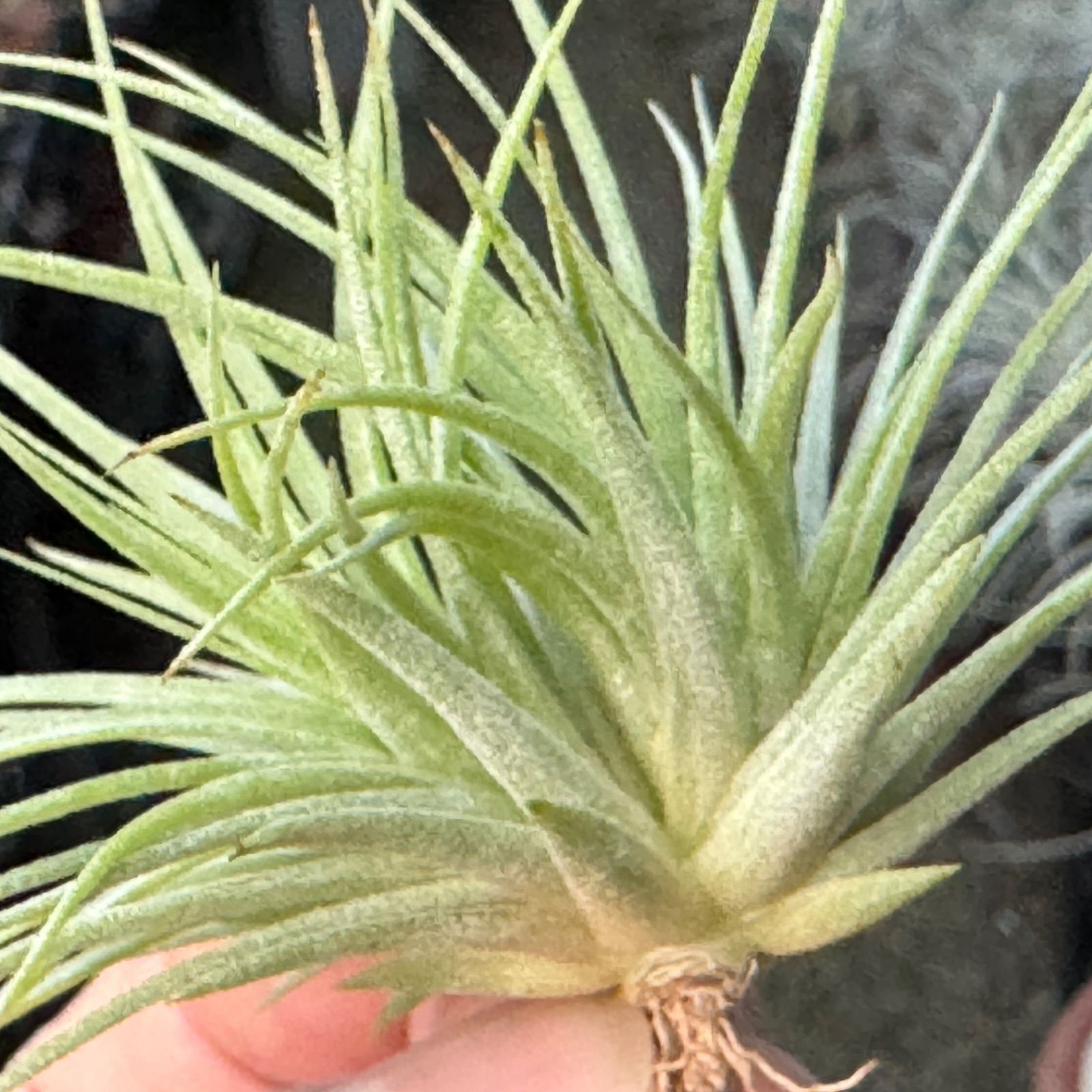 2頭＊チランジア イオナンタ ファットボーイ Tillandsia