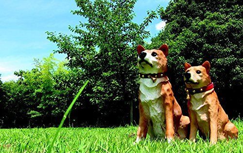 柴犬