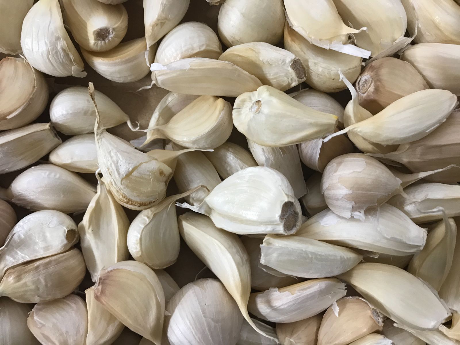 【わけあり品・小粒のみ】青森県産ホワイト六片種にんにく バラ 500g 令和6年度産【高糖度】