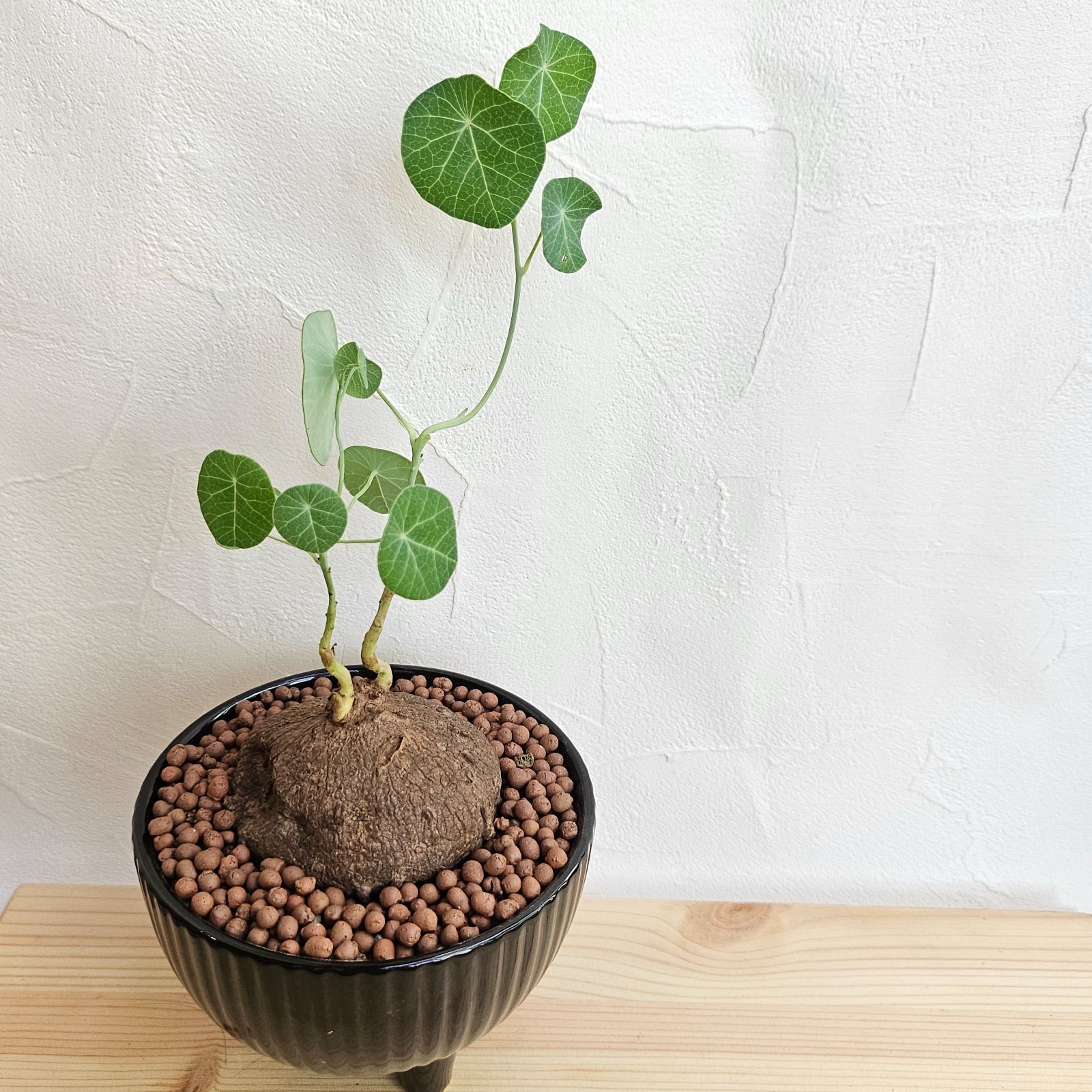 大株♡ステファニア エレクタ 1株 + 栽培セット 〛Stephania Erecta