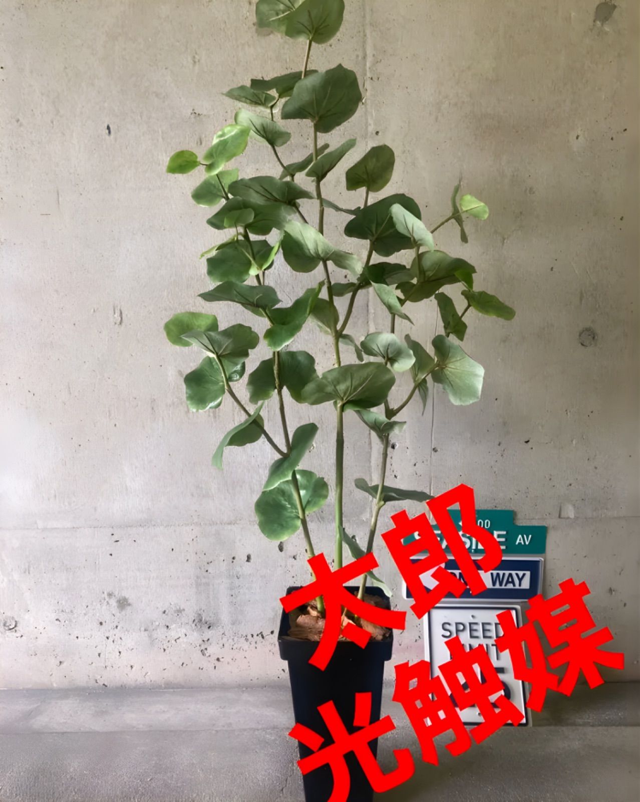 光触媒 人工観葉植物 ウォールグリーン フェイク シーグレープ132
