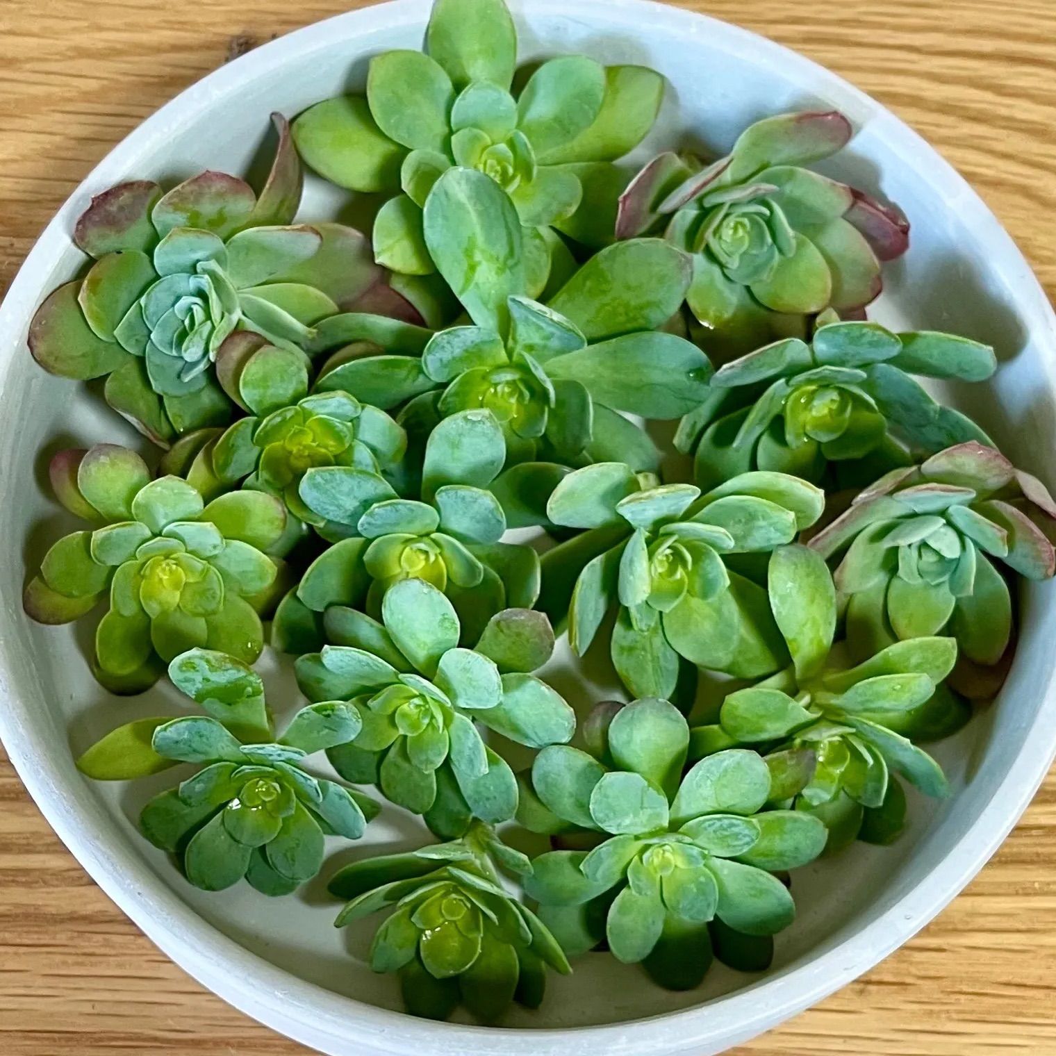 ☆多肉植物 薄化粧☆ カット苗15個 - メルカリ