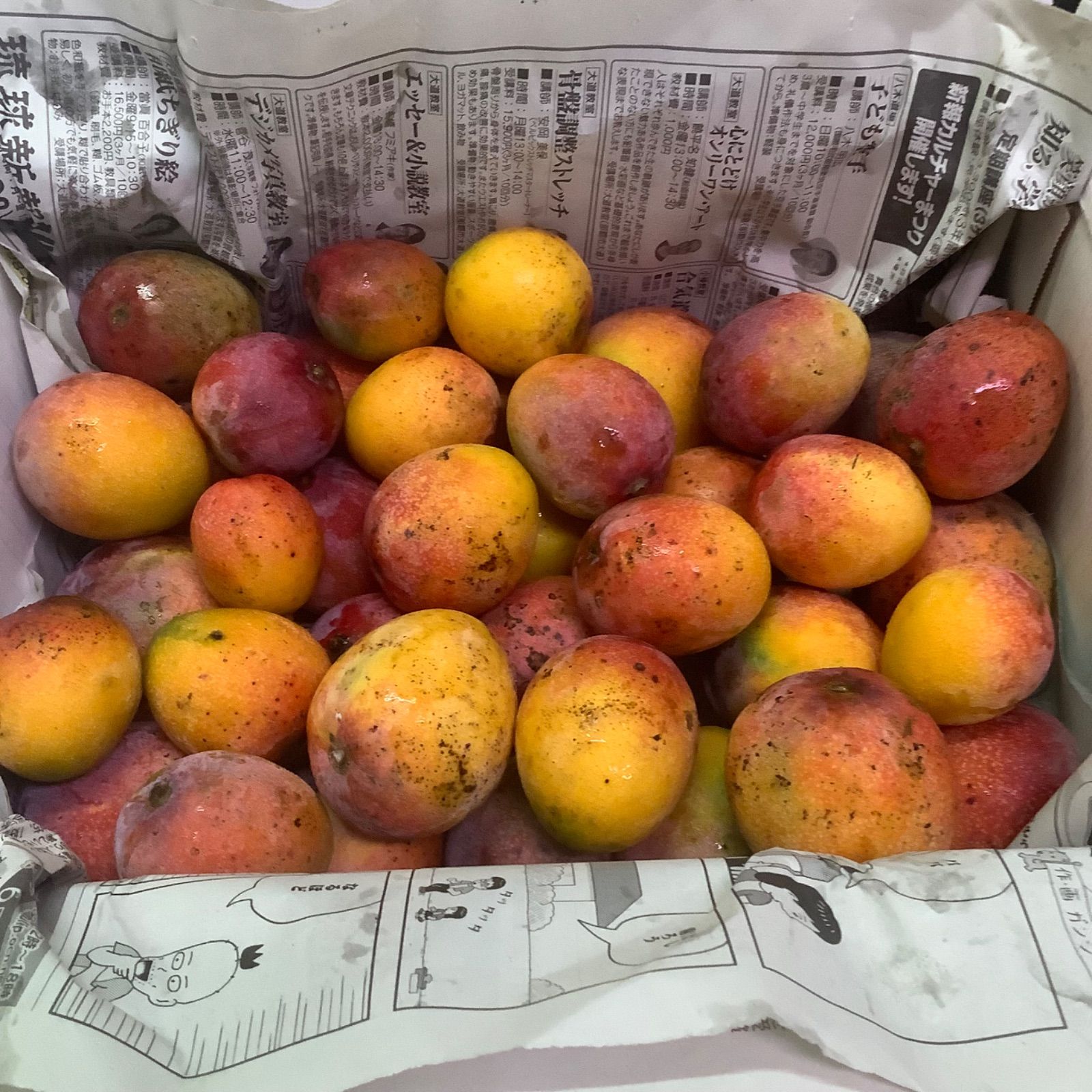 沖縄県産ミニマンゴー約3kg 沖縄産ミニマンゴー 3kg クール便発送 - メルカリ