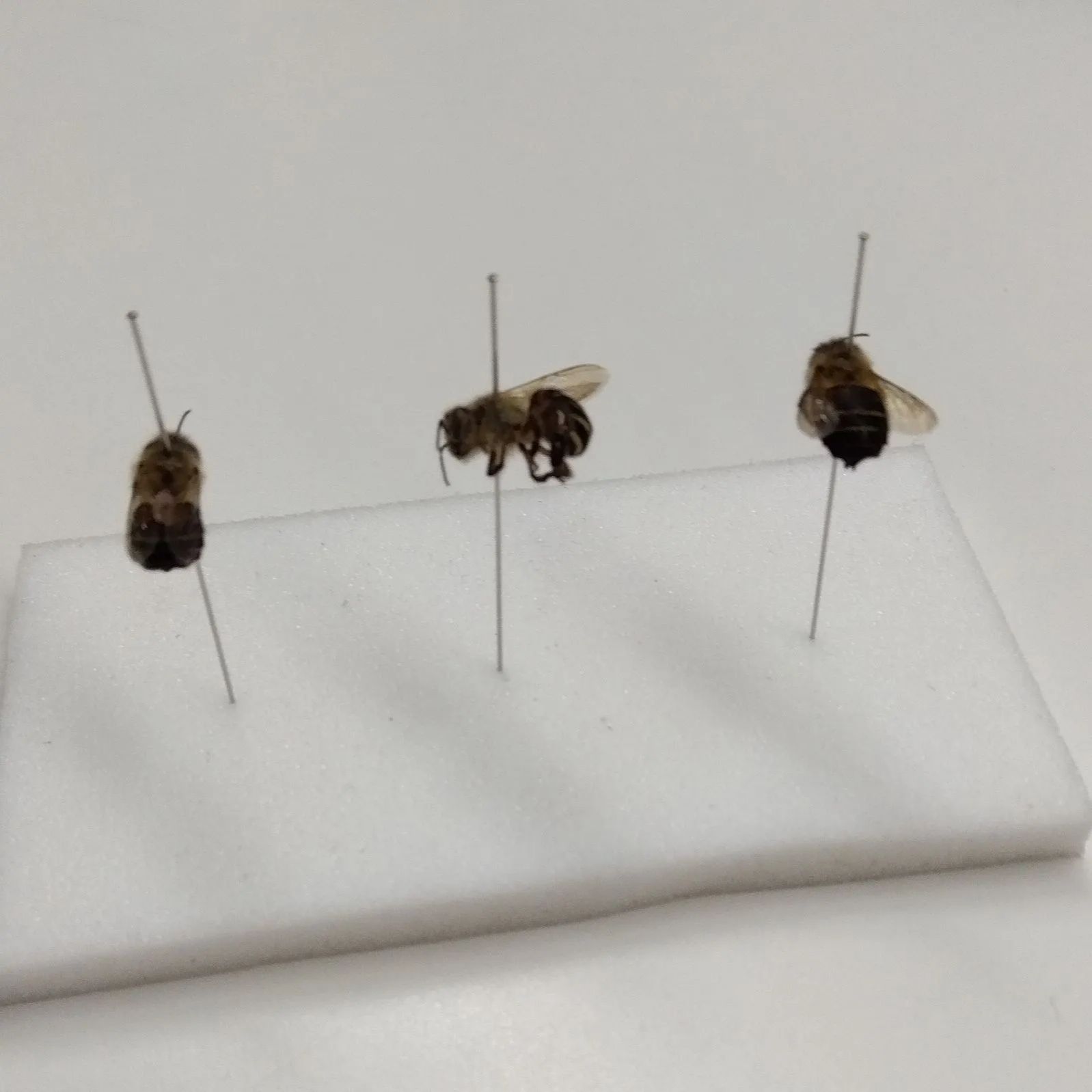 昆虫標本　ニホンミツバチ　巣盤　3番　3270g 昆虫標本 ニホンミツバチ 巣盤 3番 3270g