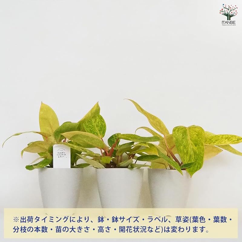 3個セット 品種で選べる観葉植物