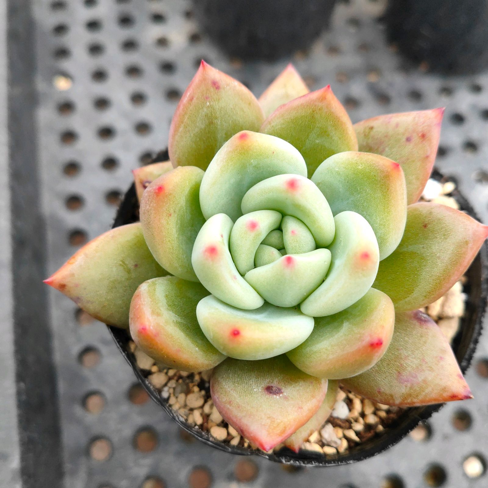 ピンクシャンペン* 多肉植物 抜き苗 - メルカリ