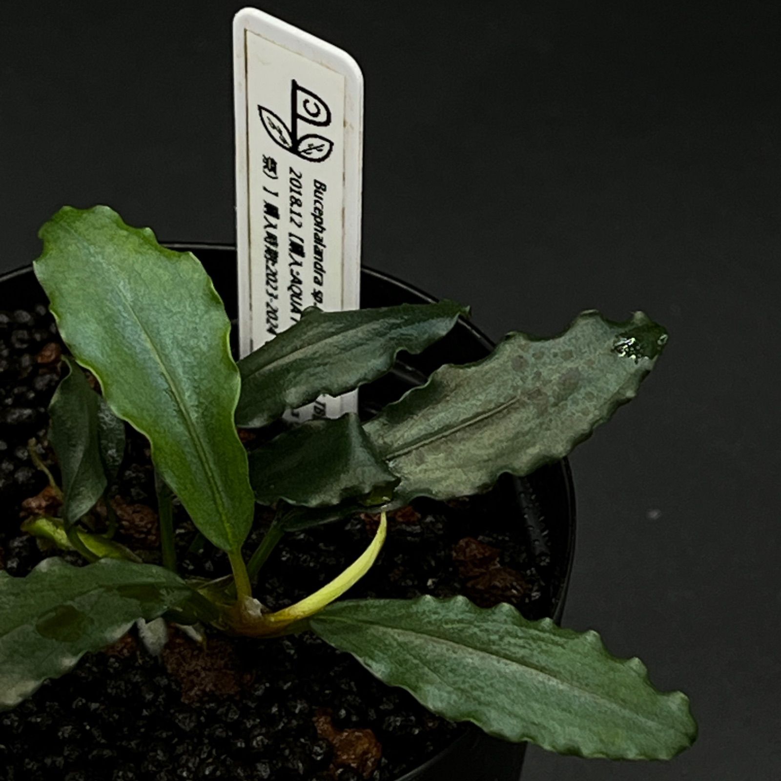 ブセファランドラ sp カユラピス1 Bucephalandra sp.