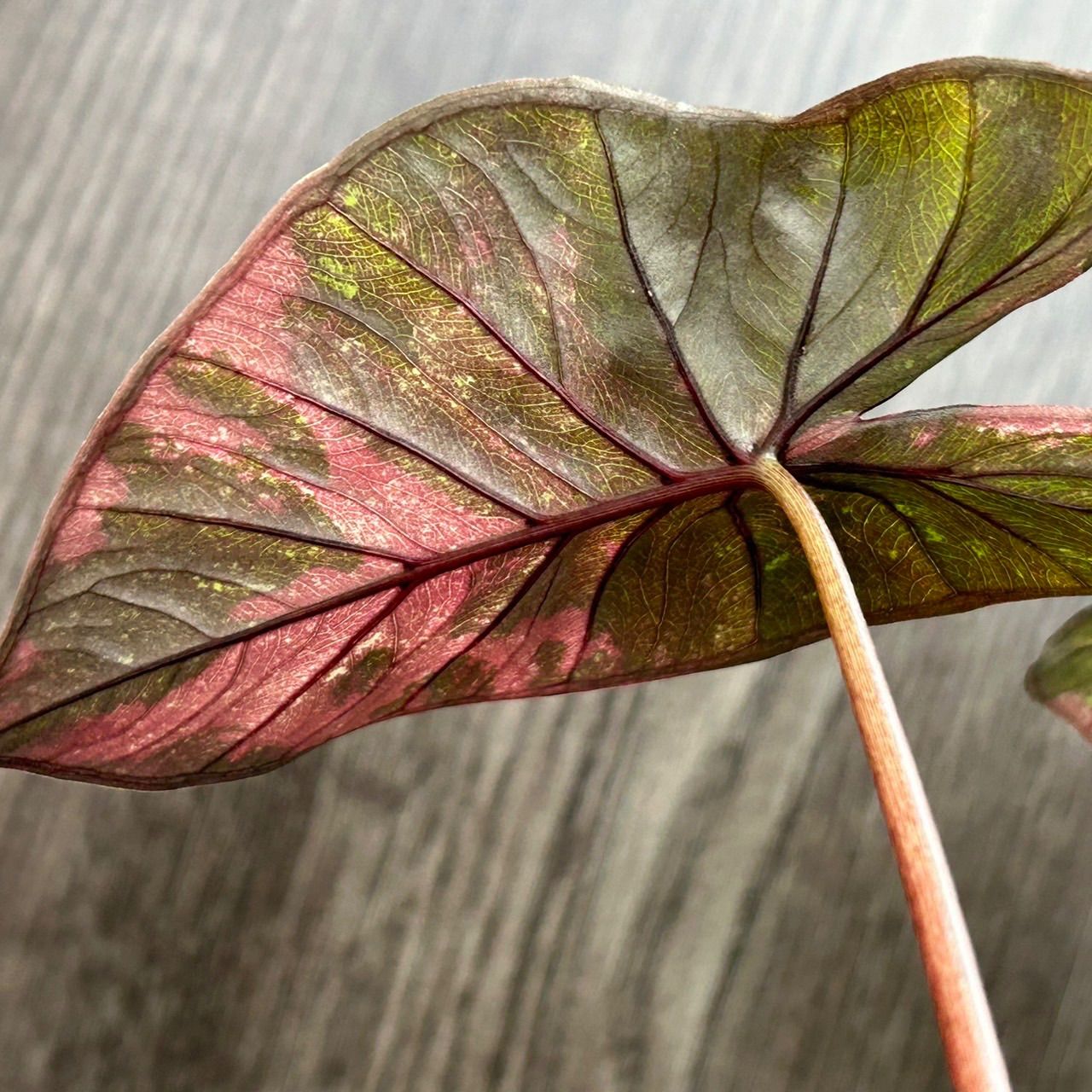 10212 Alocasia serendipity pink variegated アロカシア セレンディピティ ピンク 斑入り 送料無料 -  メルカリ