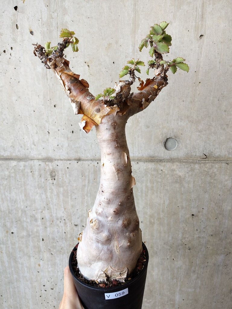 D437【自社養生株】ユーフォルビア ギラウミニアナ（現地球・発根株