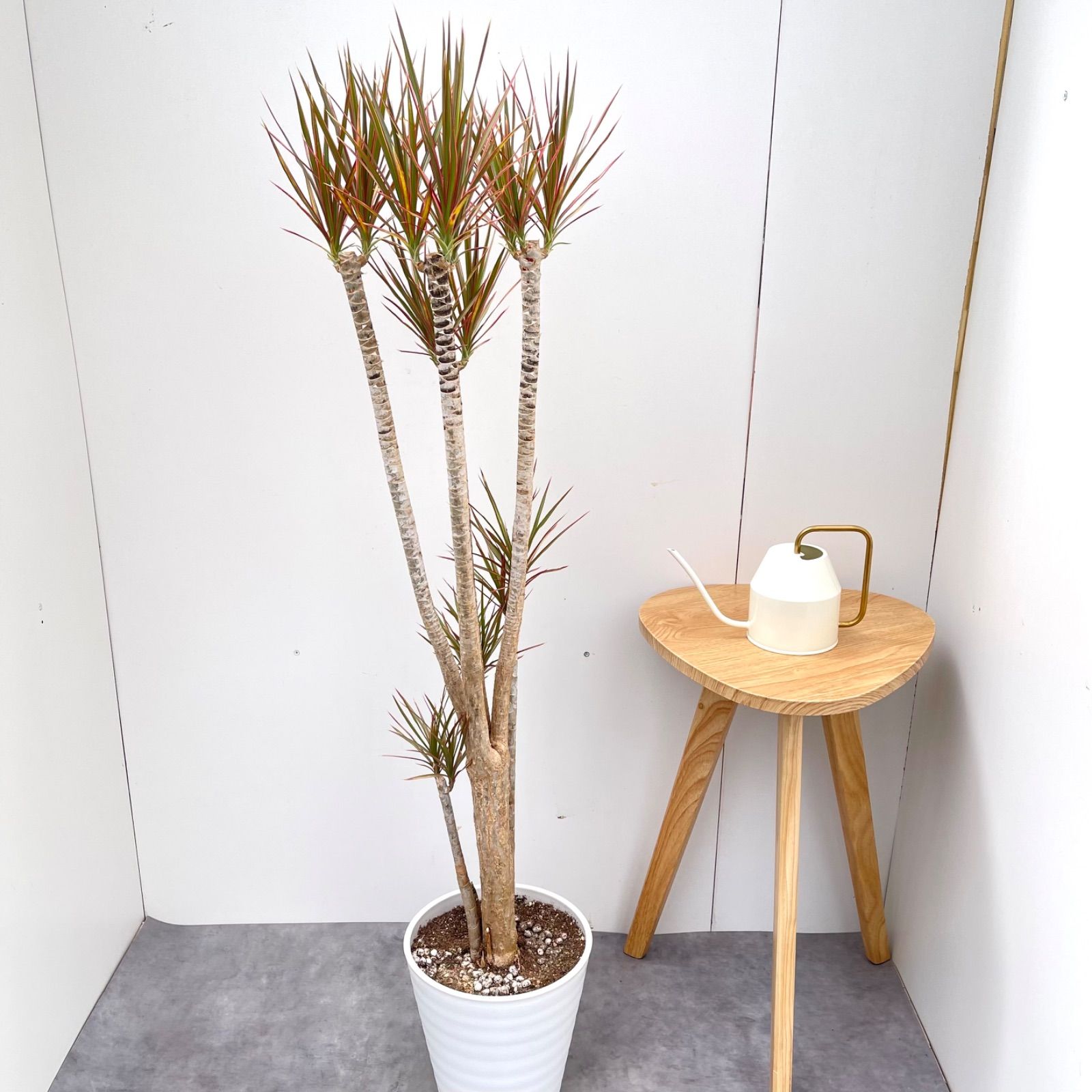 ドラセナ コンシンネ レインボー【現品】観葉植物 室内 大型