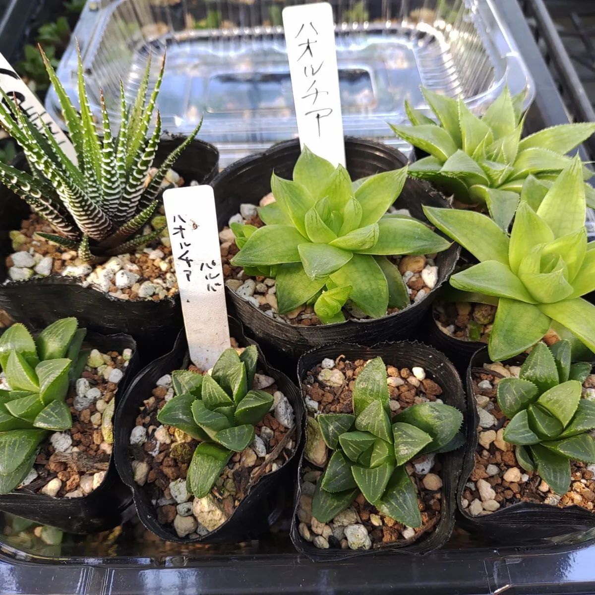 多肉植物】ハオルチアまとめ売り値下げします - メルカリ