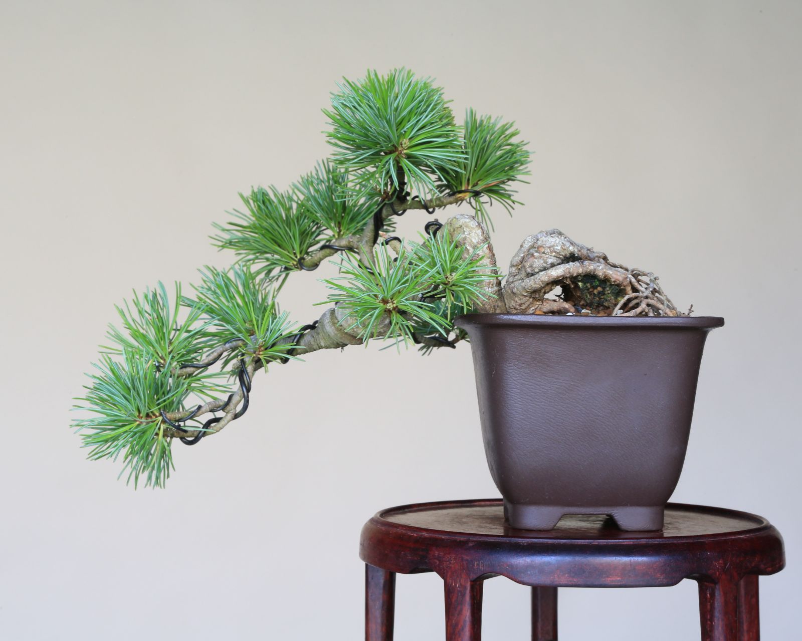 五葉松 盆栽 五葉松 小品 半懸崖 優良盆栽 葉性良し [半懸崖] 大品盆栽