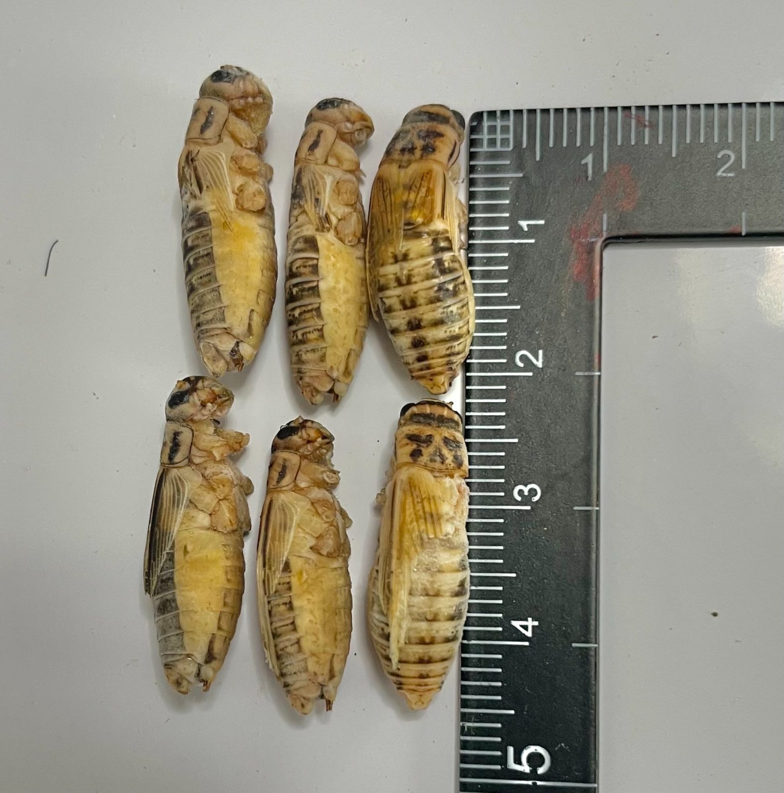 冷凍クロコML-L1kg+冷凍イエコM200g 【公式通販】 冷凍クロコML-L1kg+