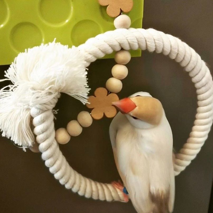 安全で安心《星のぬくぬくブランコ》SSサイズ☆*°文鳥ブランコ 文鳥 