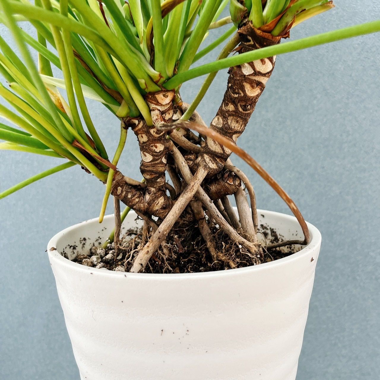 現品］24番 フィロデンドロン クッカバラ 幹上がり 7号 観葉植物