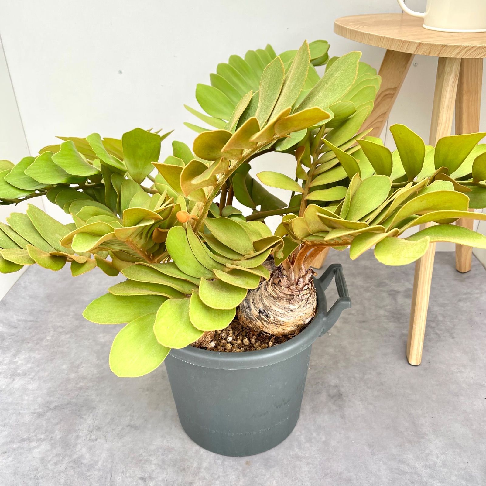 大型　良株　ザミア　　多頭　メキシコソテツ　10号　611 大型 良株 ザミア 多頭 メキシコソテツ 10号 611