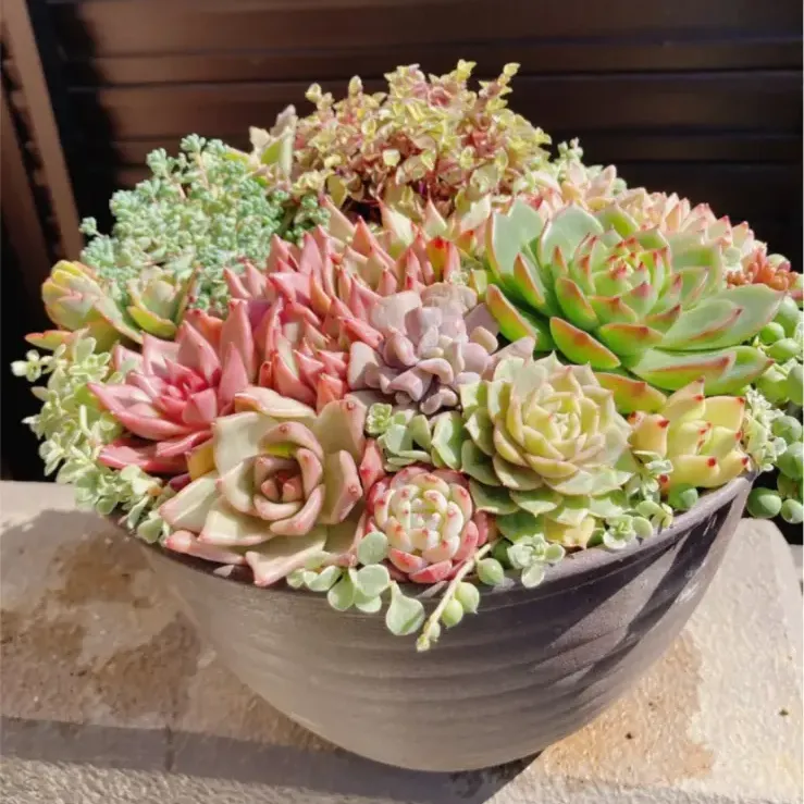 多肉植物　寄せ植え　特大　b その他 多肉植物 寄せ植え 大