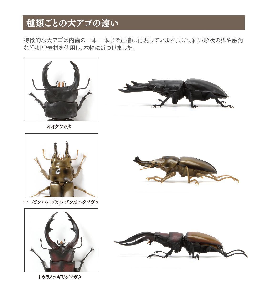 いきもの大図鑑 くわがた03 オオクワガタ-