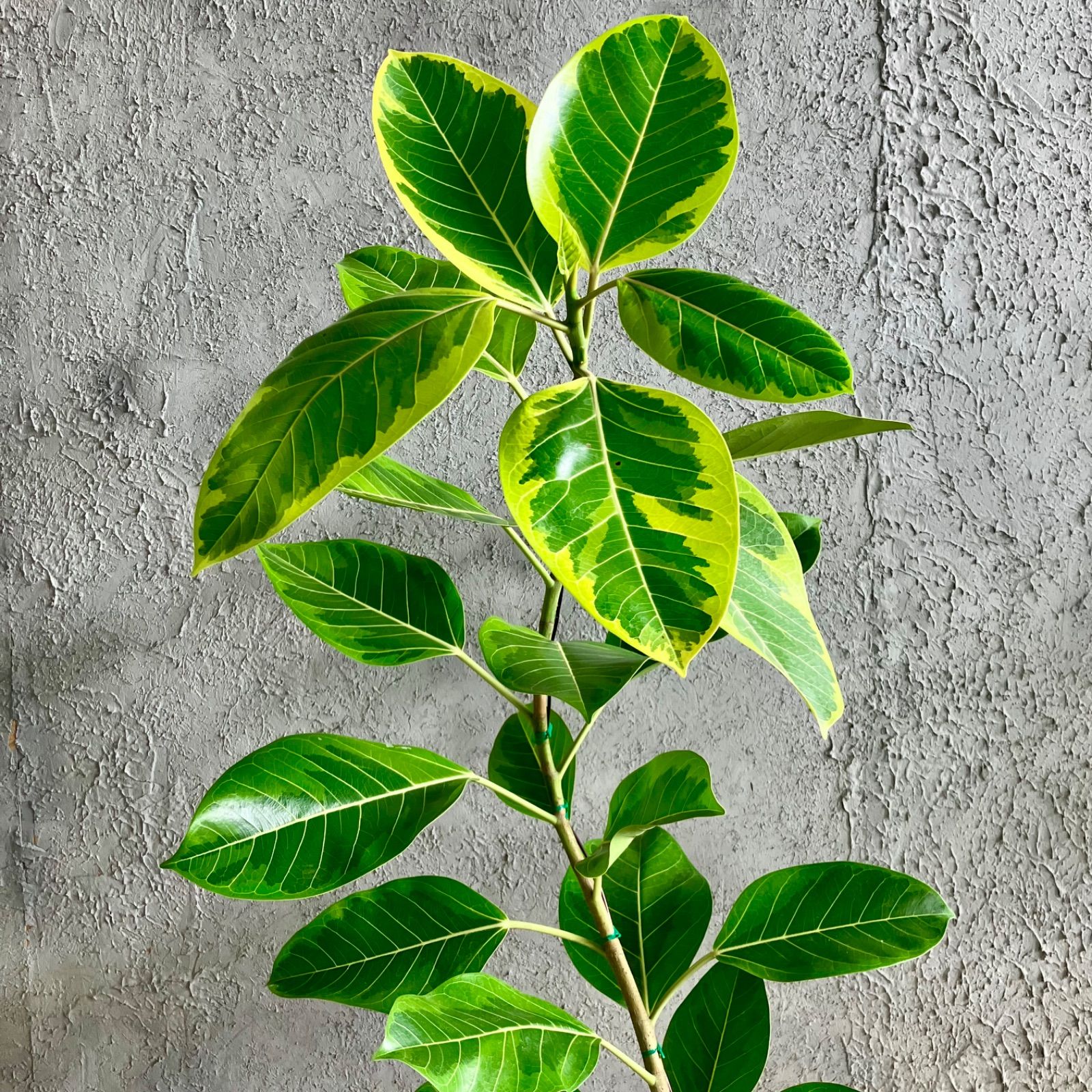 シ*ラ様 フィカス　 ウンベラータ ❗️綺麗な曲がり❗ 140cm‼️7号セラア フィカス・ウンベラータ 曲がり 7寸 ゴムの木 観葉植物009 現品