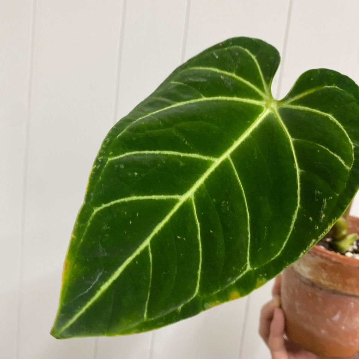 Anthurium regale アンスリウムレガレ アロイド室内向き観葉植物 