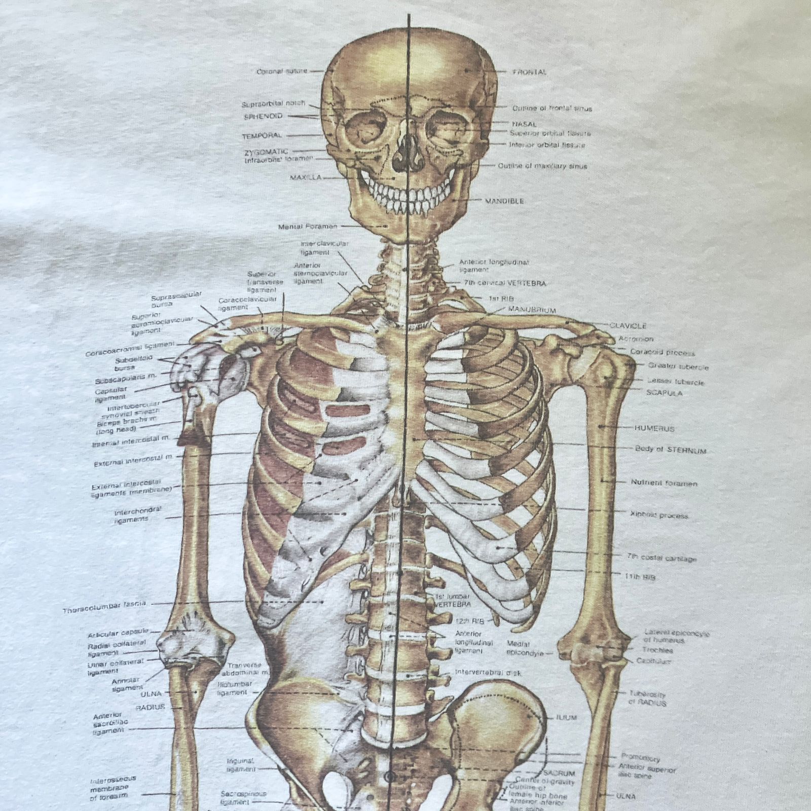 90s anatomical chart 人体標本 nirvana 80s Anatomical Chart T-shirt 骨格標本 NIRVANA 90s アメリカ製