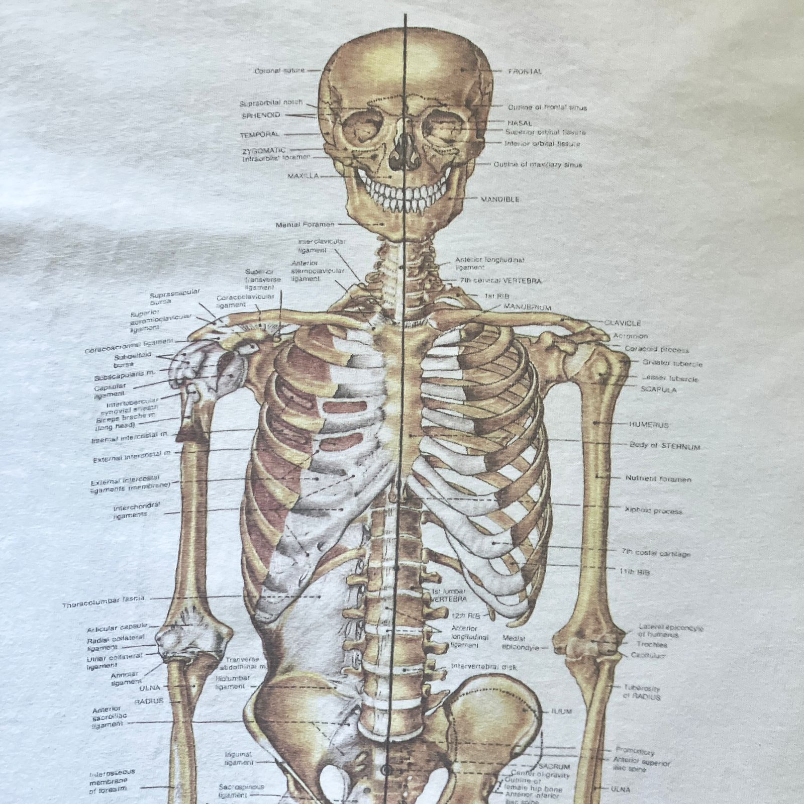 骨格標本kuAnatomical Chart T-shirt 骨格標本 nirvana