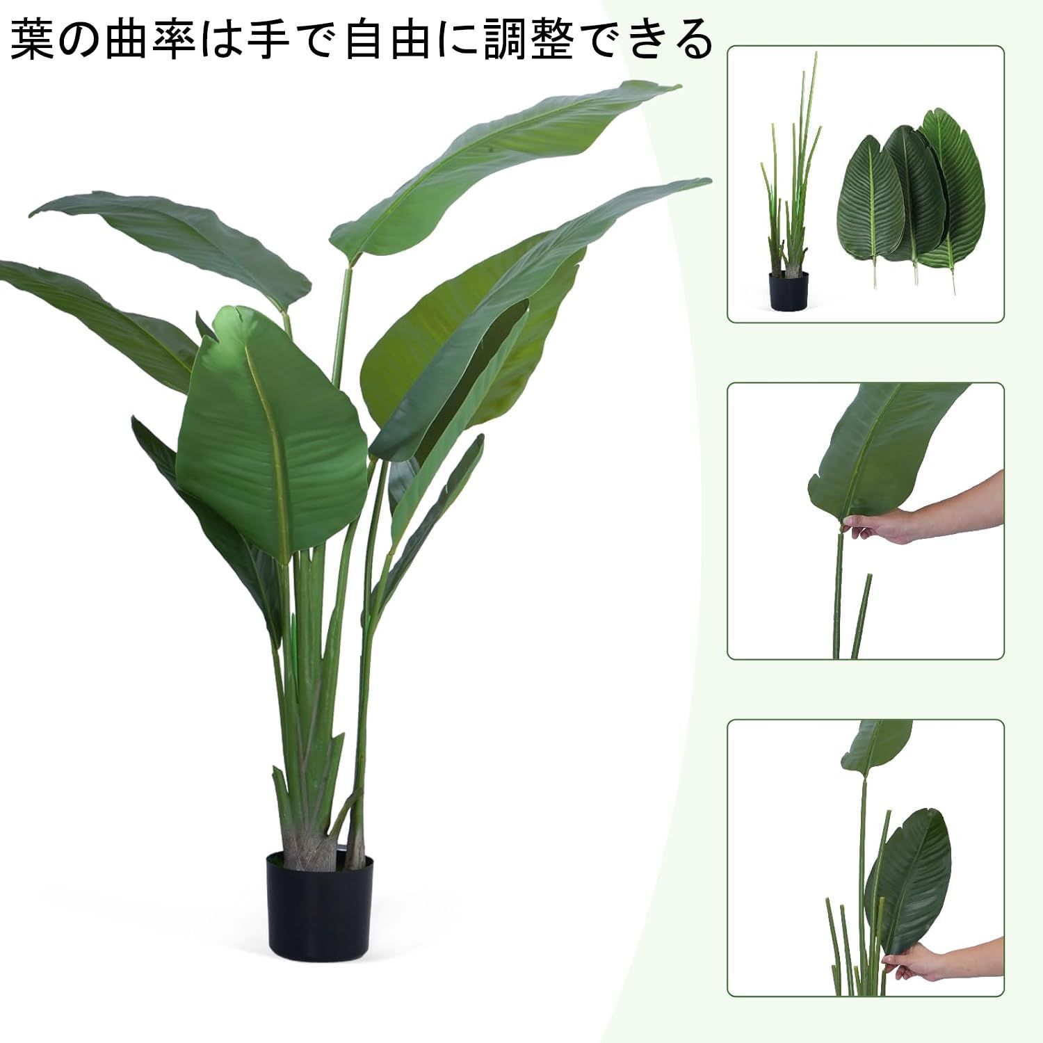 ストレリチア レギネ