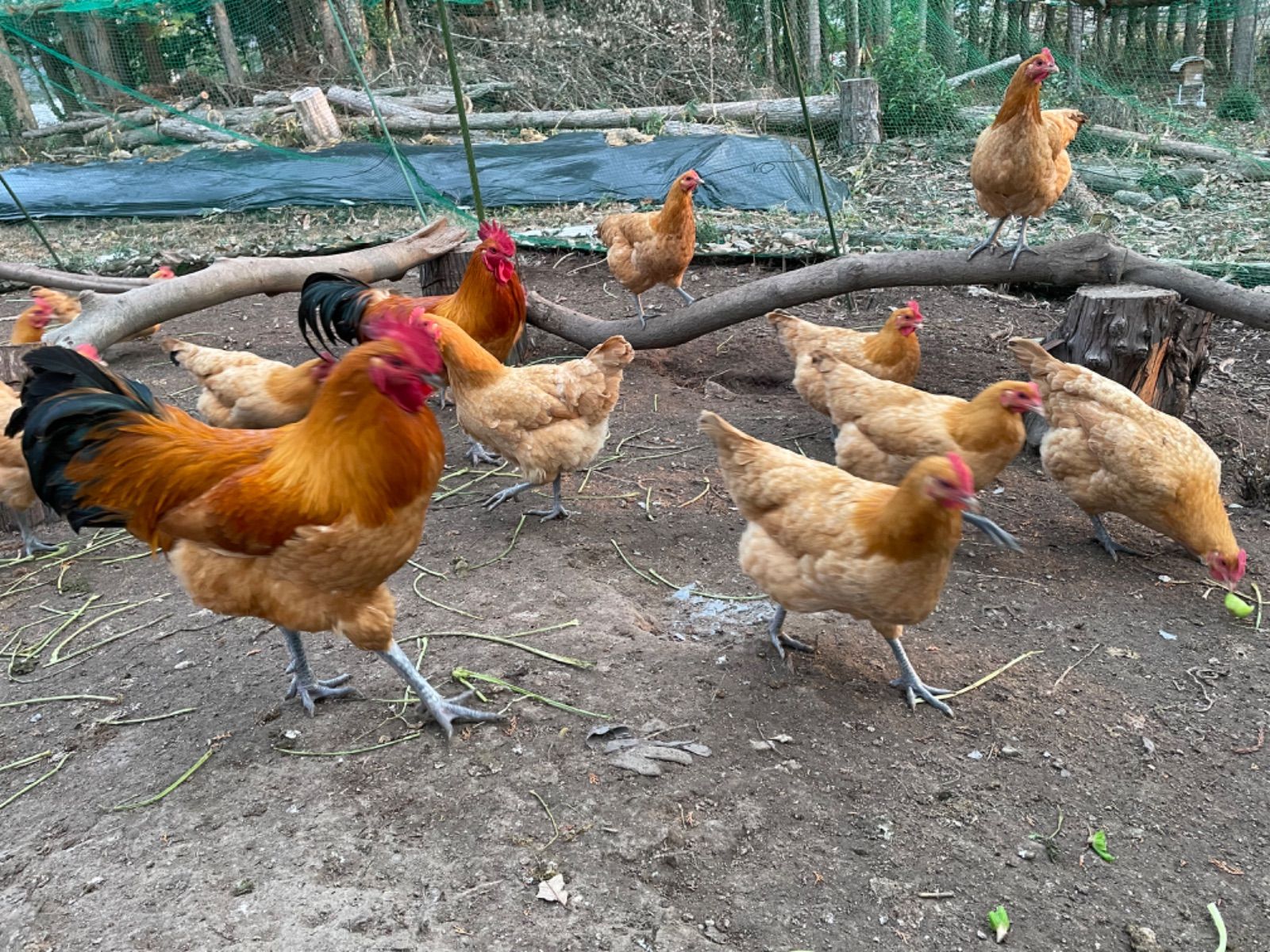 稀少な名古屋コーチンの平飼い自然卵（有精卵）10個セット