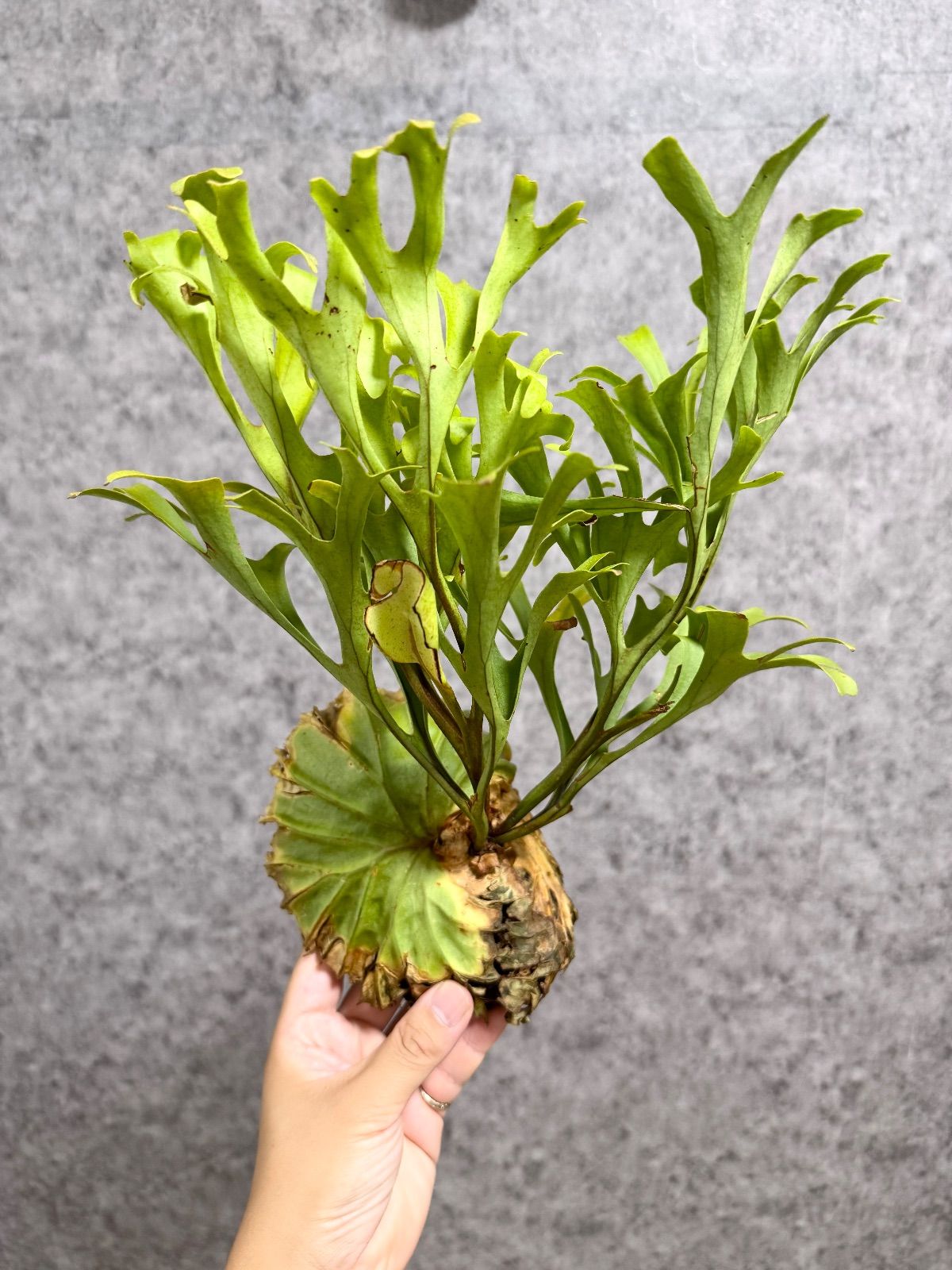 Lサイズ】B66 ▽P.ridleyi Wild from Central Borneo