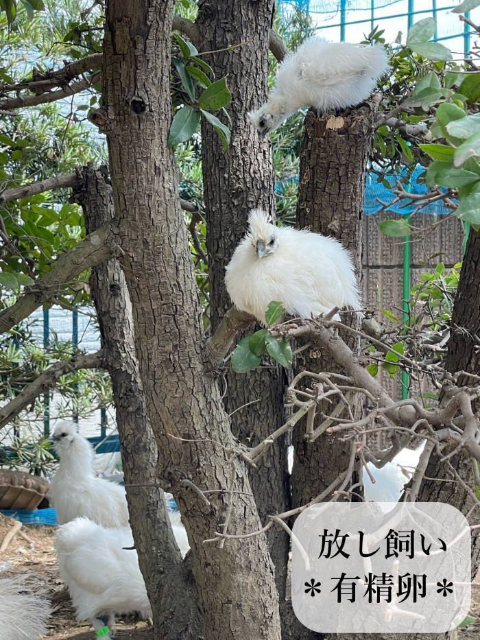 東京烏骨鶏 烏骨鶏 ２５個 有精卵 種卵 放し飼い ふわふわ もこもこ 送料無料 東京烏骨鶏 烏骨鶏 25個 有精卵 放し飼い ふわふわ もこもこ 送料