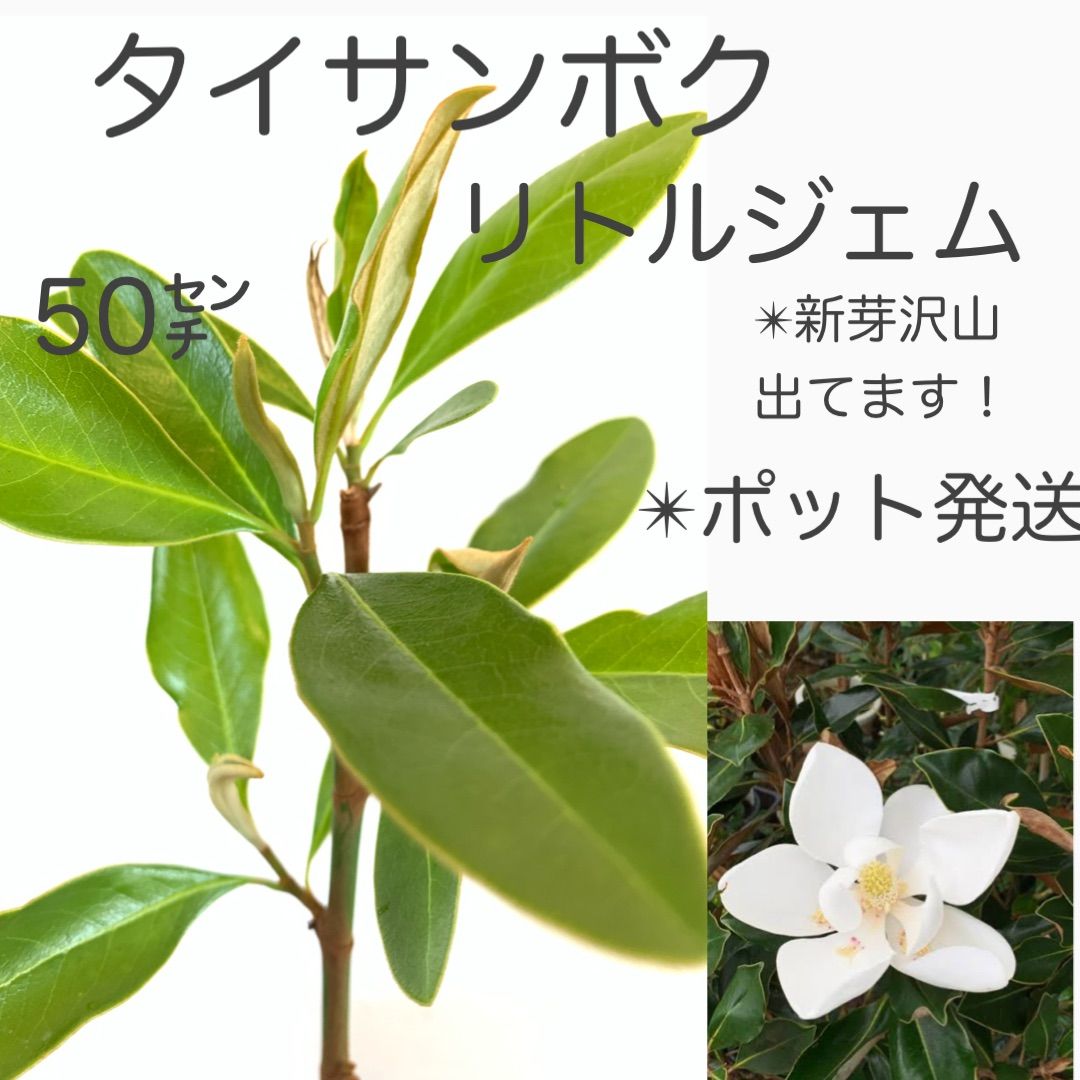 ☆ じゅんこ様!│エマルジョン4個、ミネラルソープ、サンプロ バイタルVt