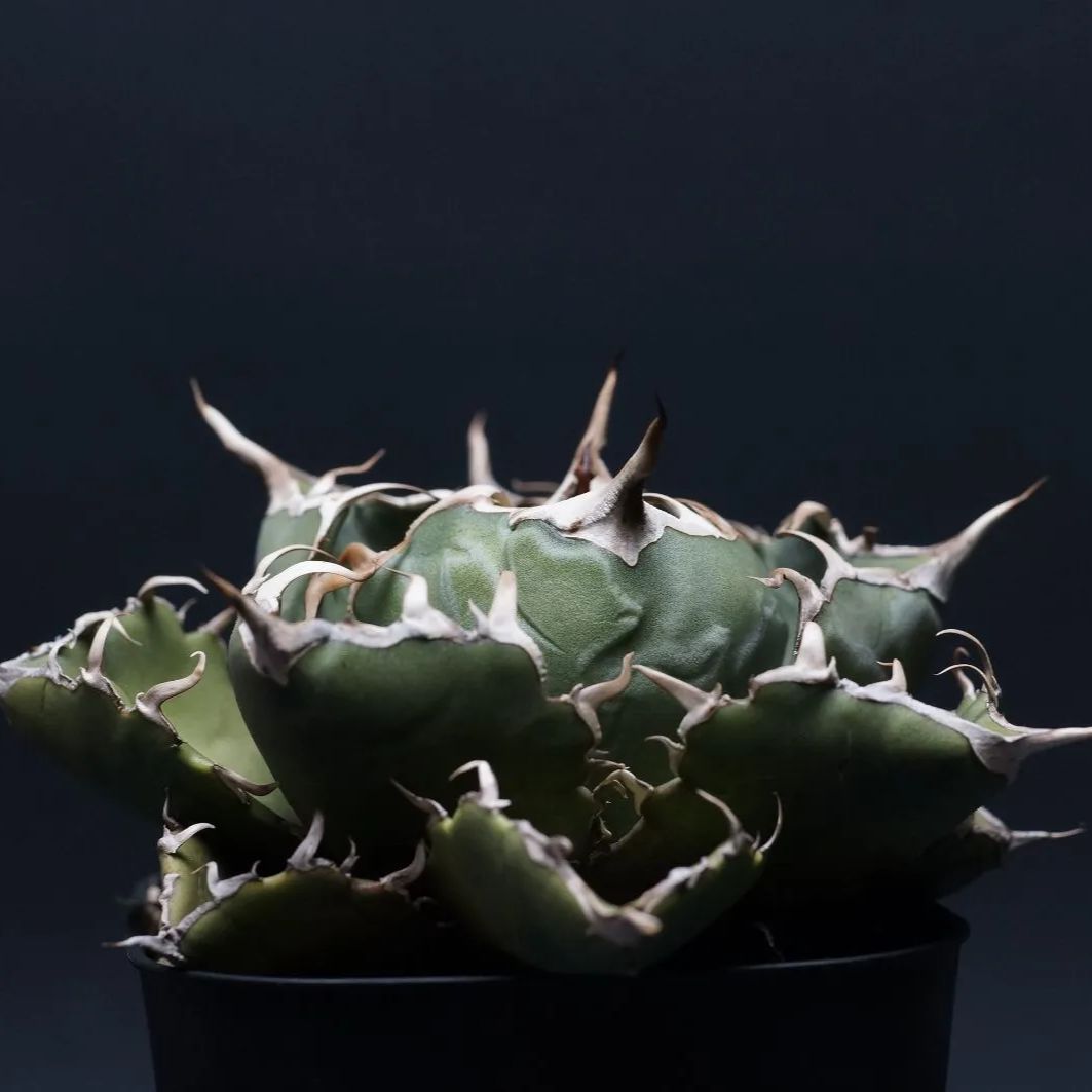 agave titanota アガベ チタノタ 白鯨 管理2227