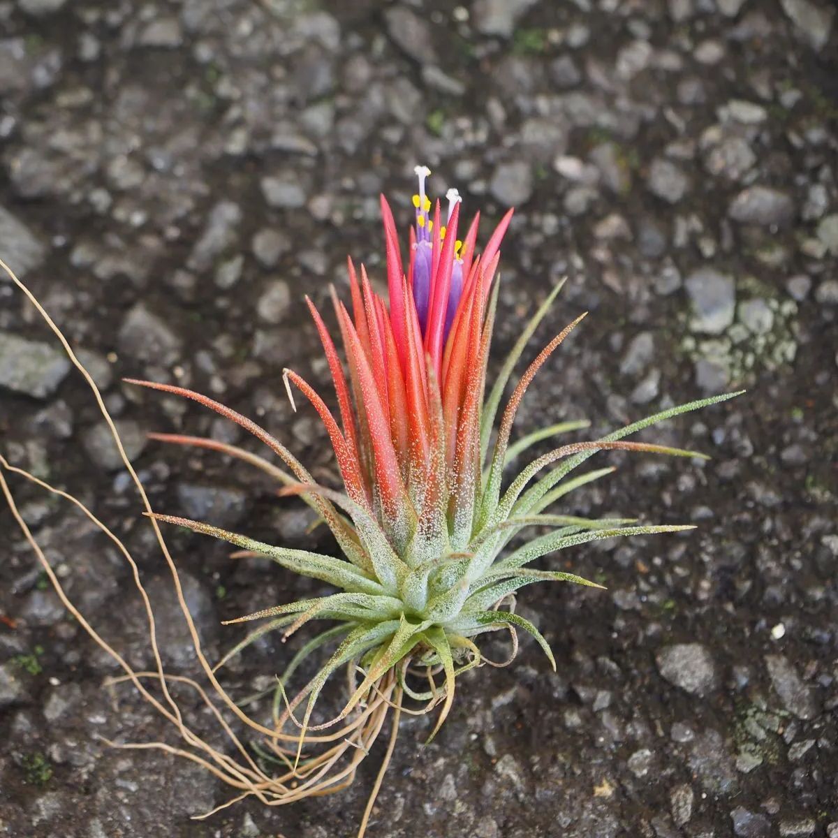 イオナンタ・フエゴ（スーパーレッド） エアプランツ エアープランツ