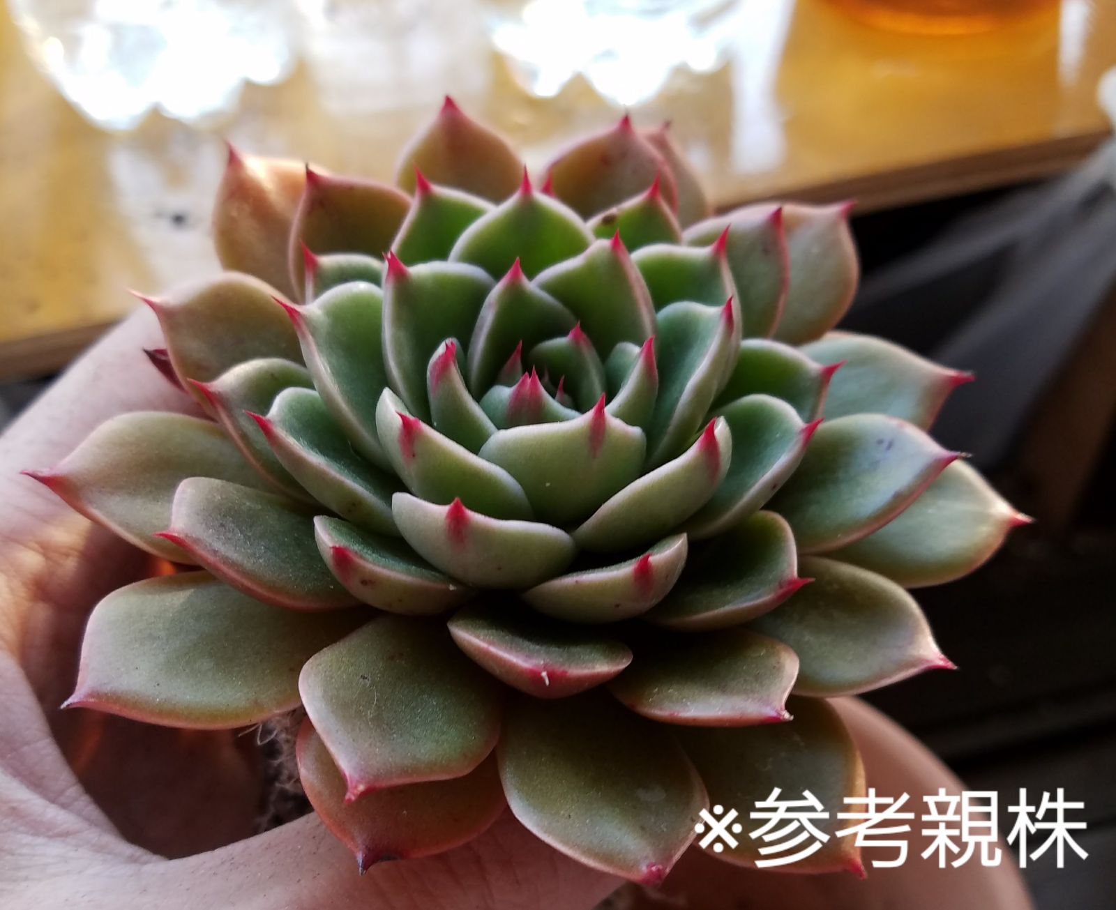 多肉植物 エケベリア ルドルフNO.3 葉挿し 抜き苗(しっかり発根)3＋1枚